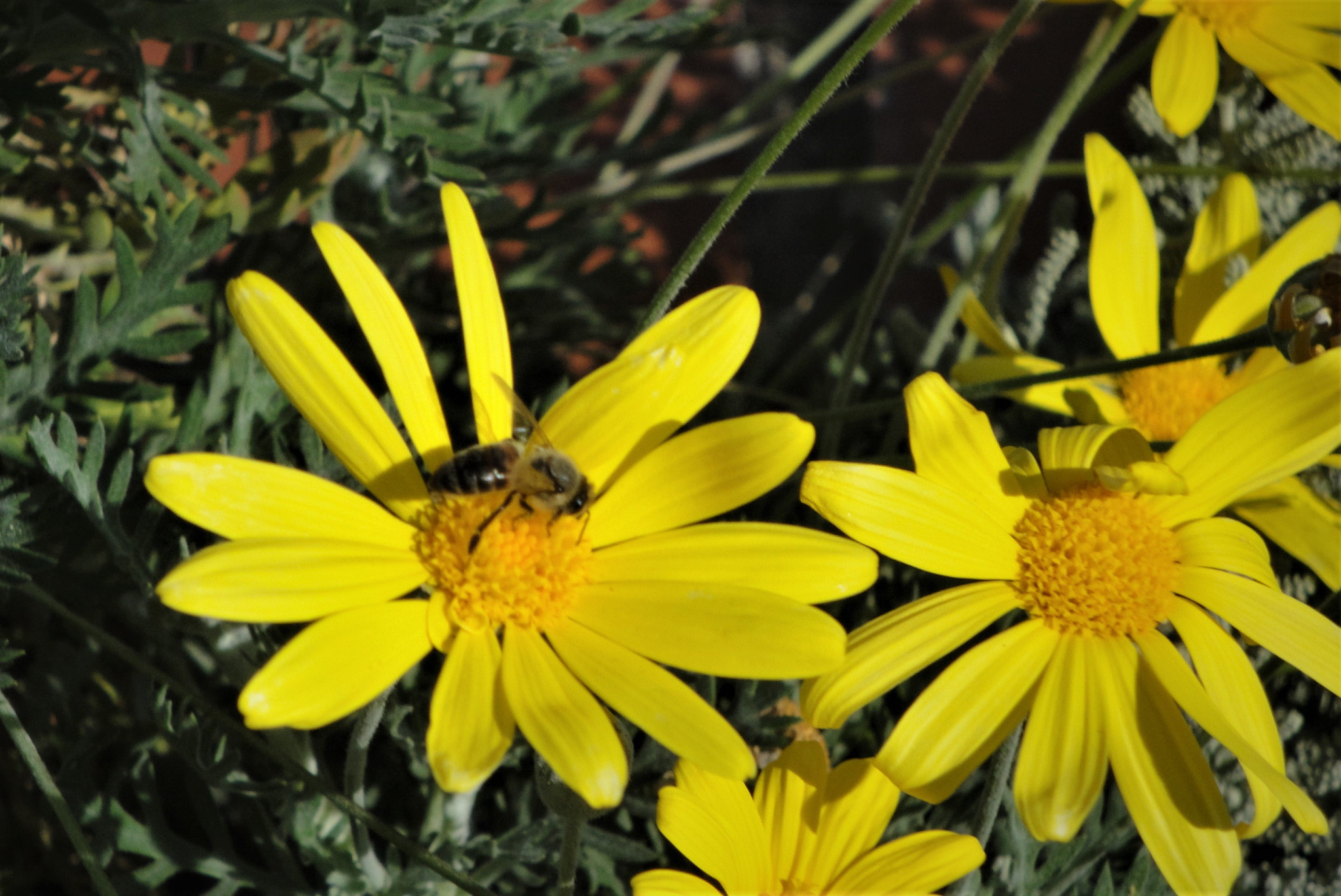 Sony DSC-W270 sample photo. Flowers and bee photography