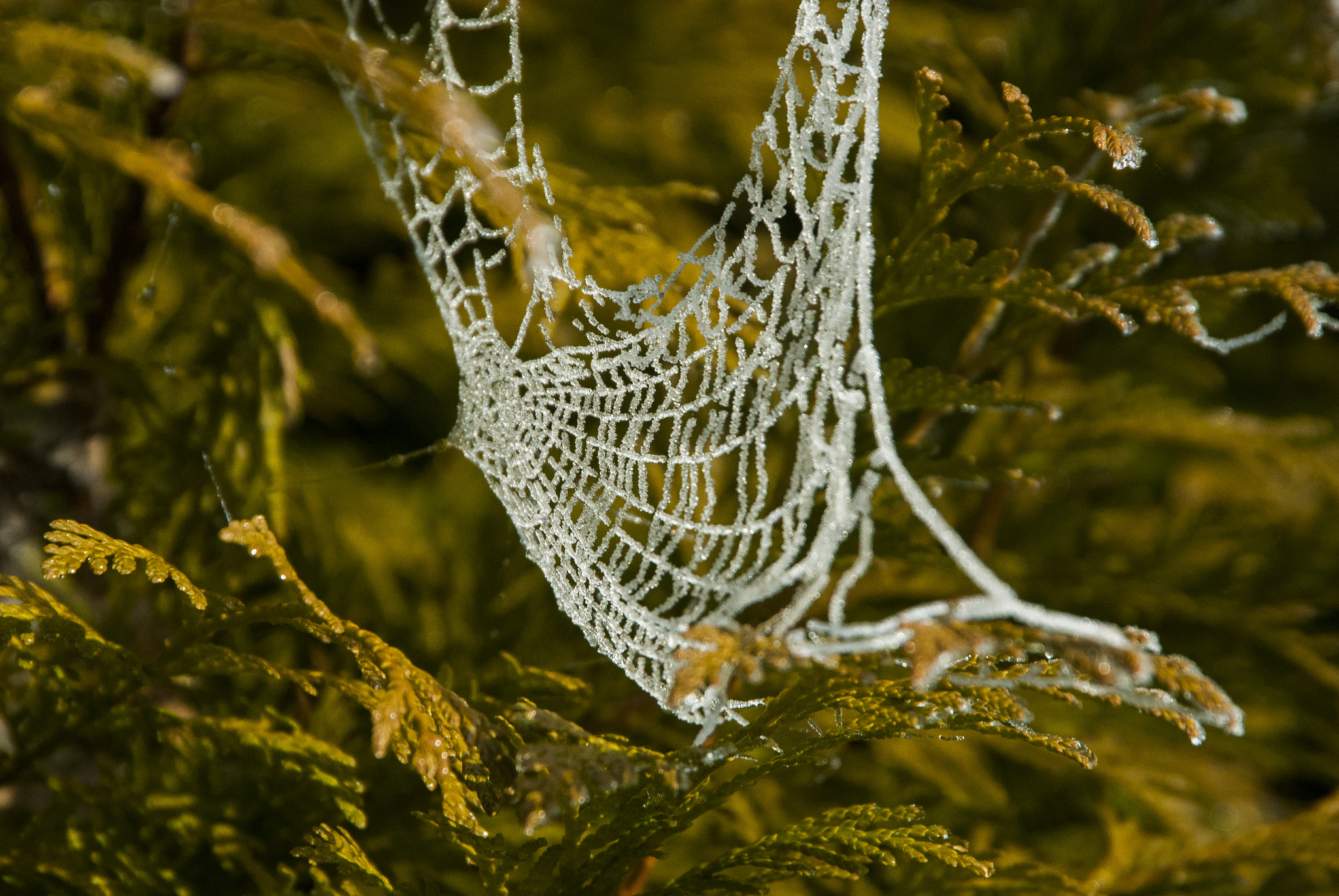 Nikon D200 sample photo. Frosty web photography