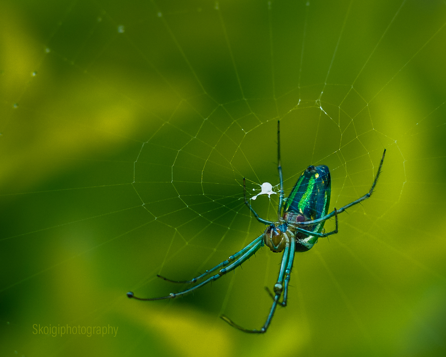 Samsung NX 85mm F1.4 ED SSA sample photo. Weaving spider photography