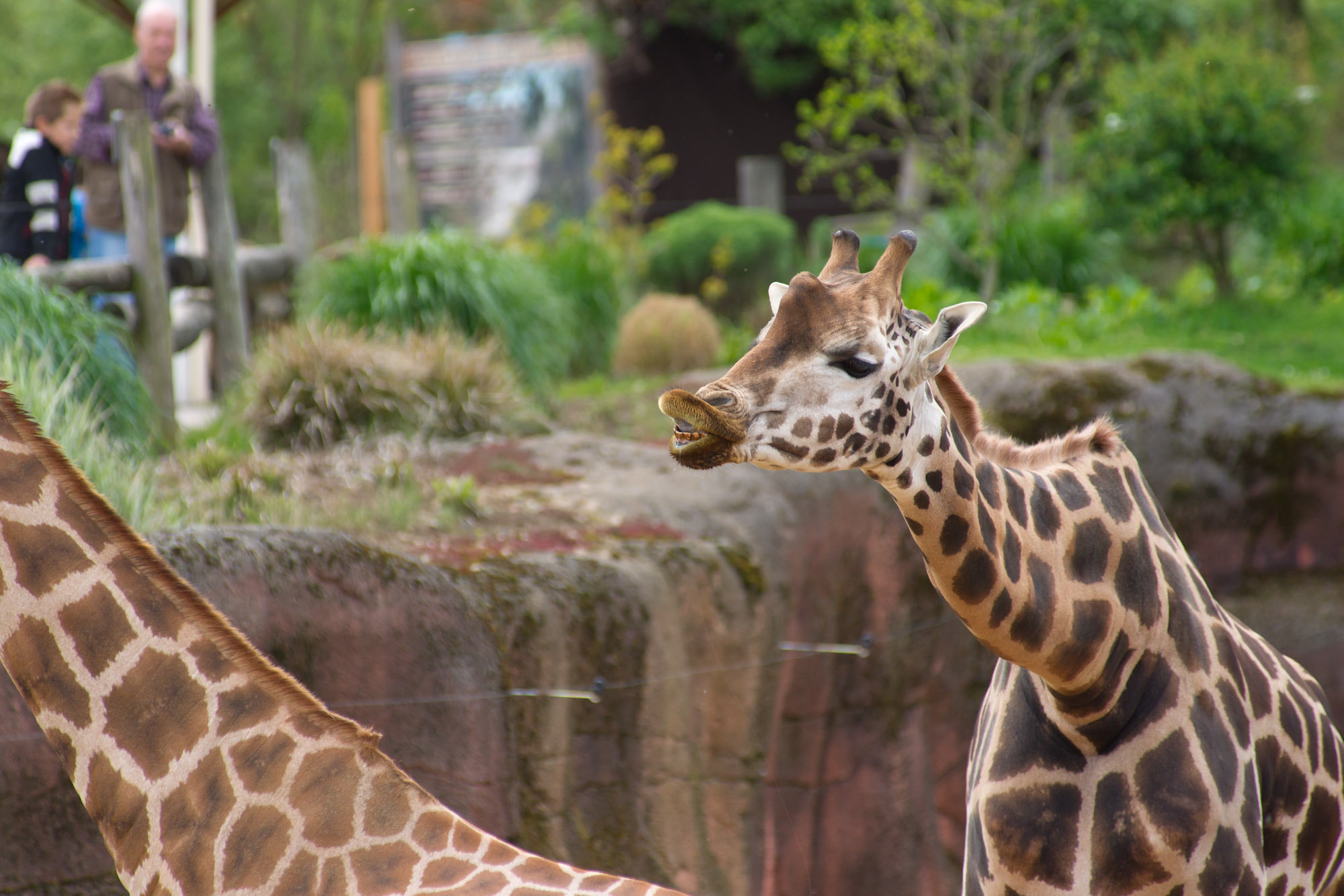 Sony Alpha DSLR-A850 + Minolta AF 80-200mm F2.8 HS-APO G sample photo. Giraffe photography