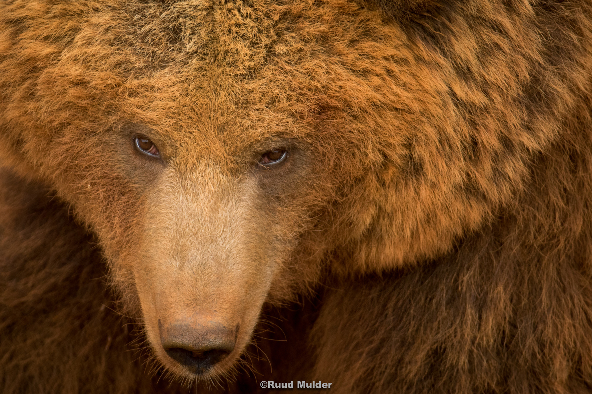 Canon EF 200-400mm F4L IS USM Extender 1.4x sample photo. Bearthinking photography