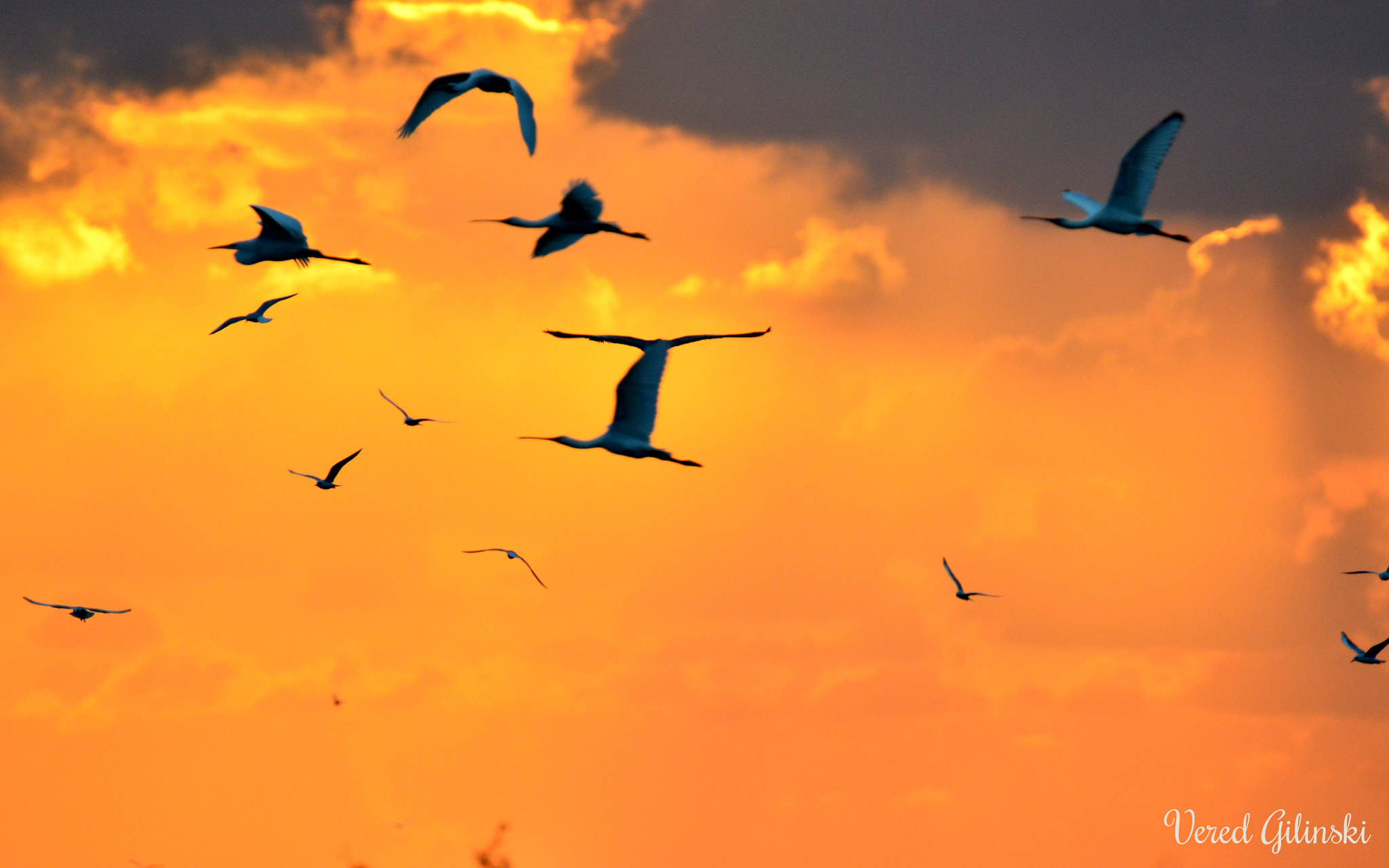 Nikon D3200 sample photo. Birds at sunset photography