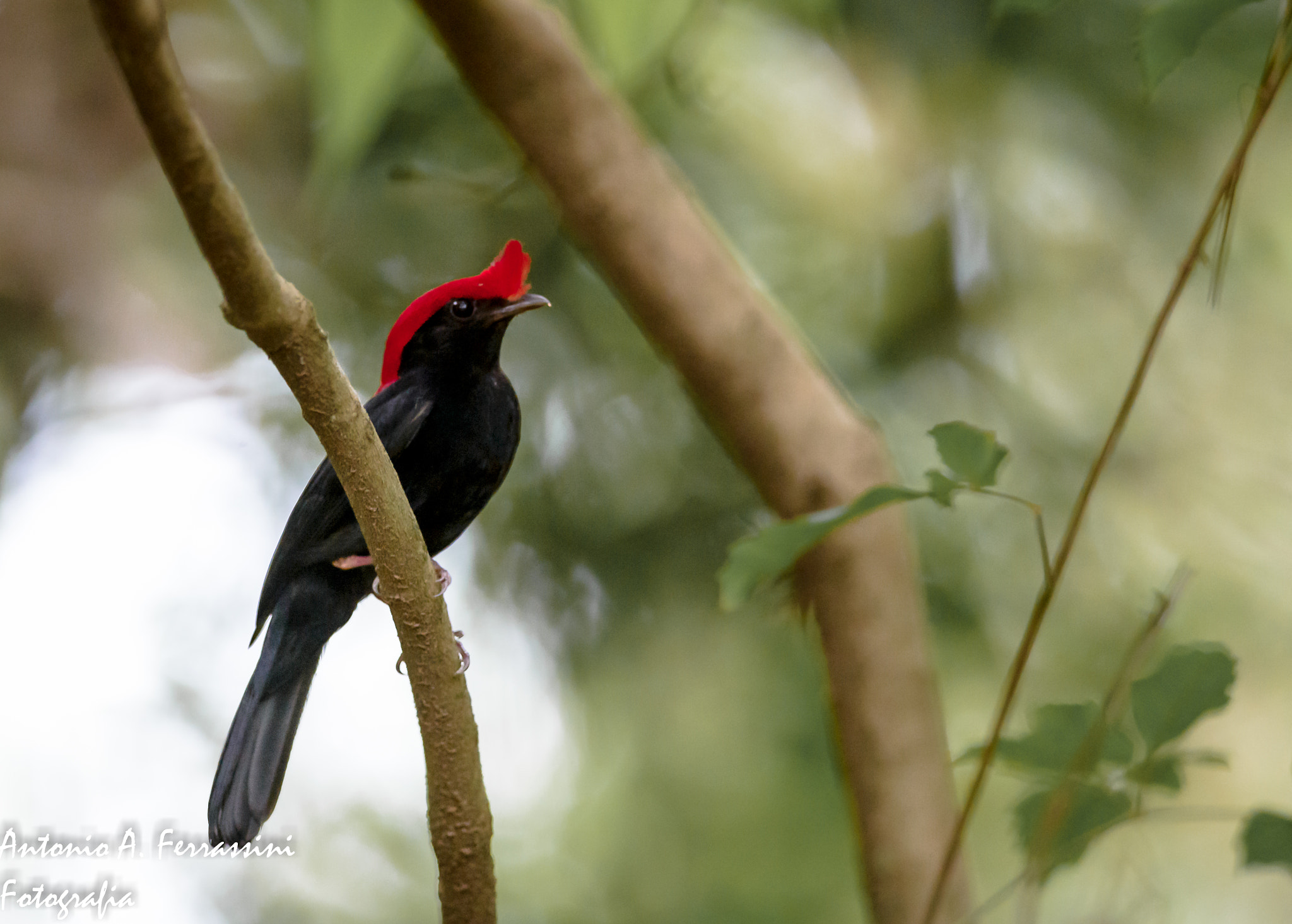 Nikon D610 + Nikon AF-S Nikkor 300mm F4D ED-IF sample photo. Soldadinho photography