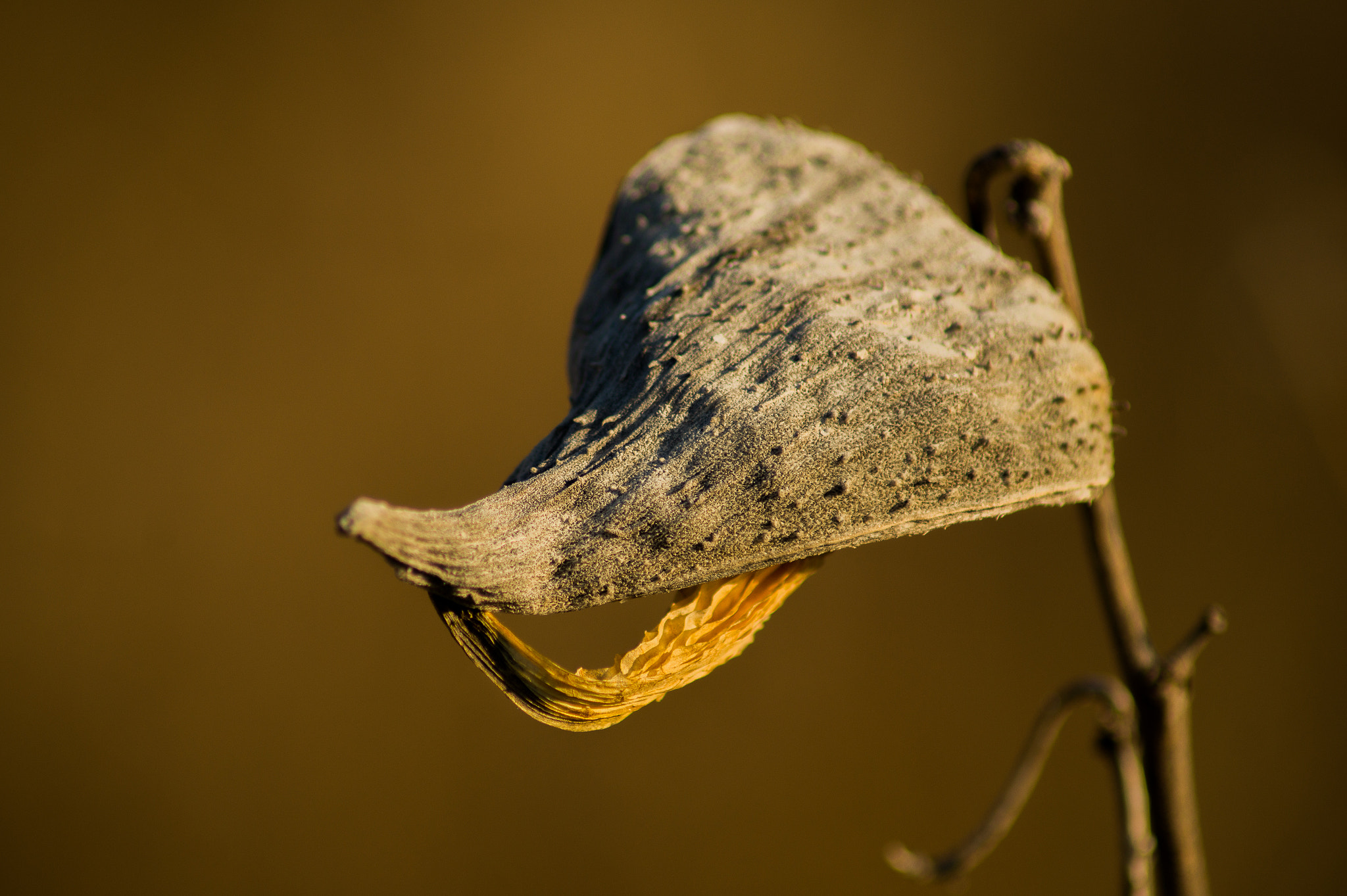 Sony SLT-A58 sample photo. Dead plant in winter photography