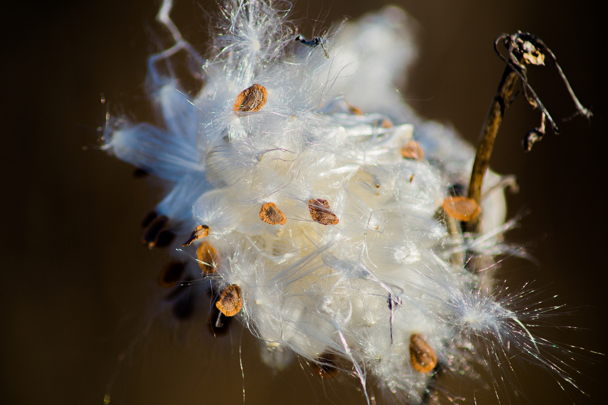 Sony SLT-A58 sample photo. Natural candy-floss photography