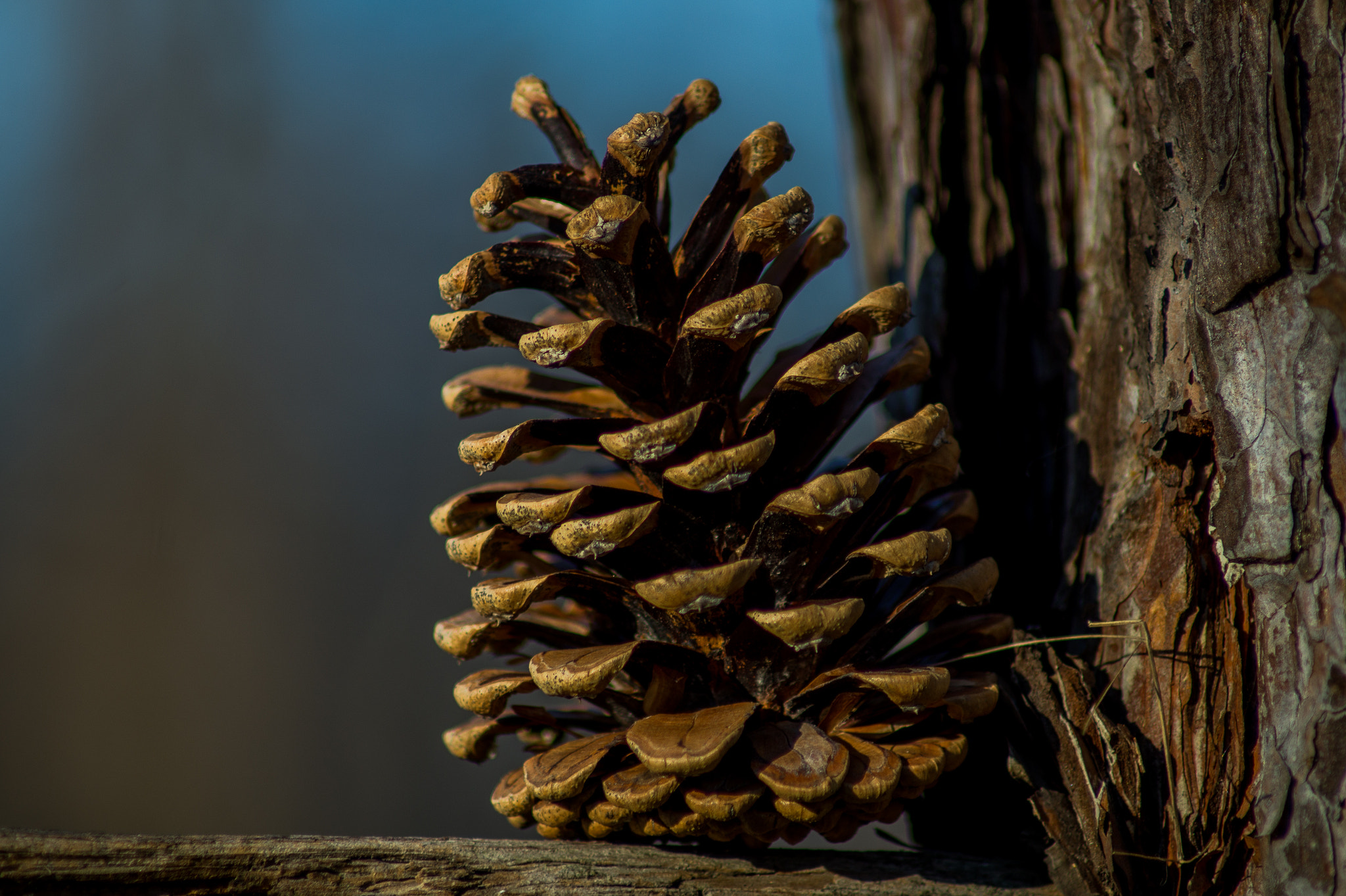 Tamron SP 24-70mm F2.8 Di VC USD sample photo. Cone photography