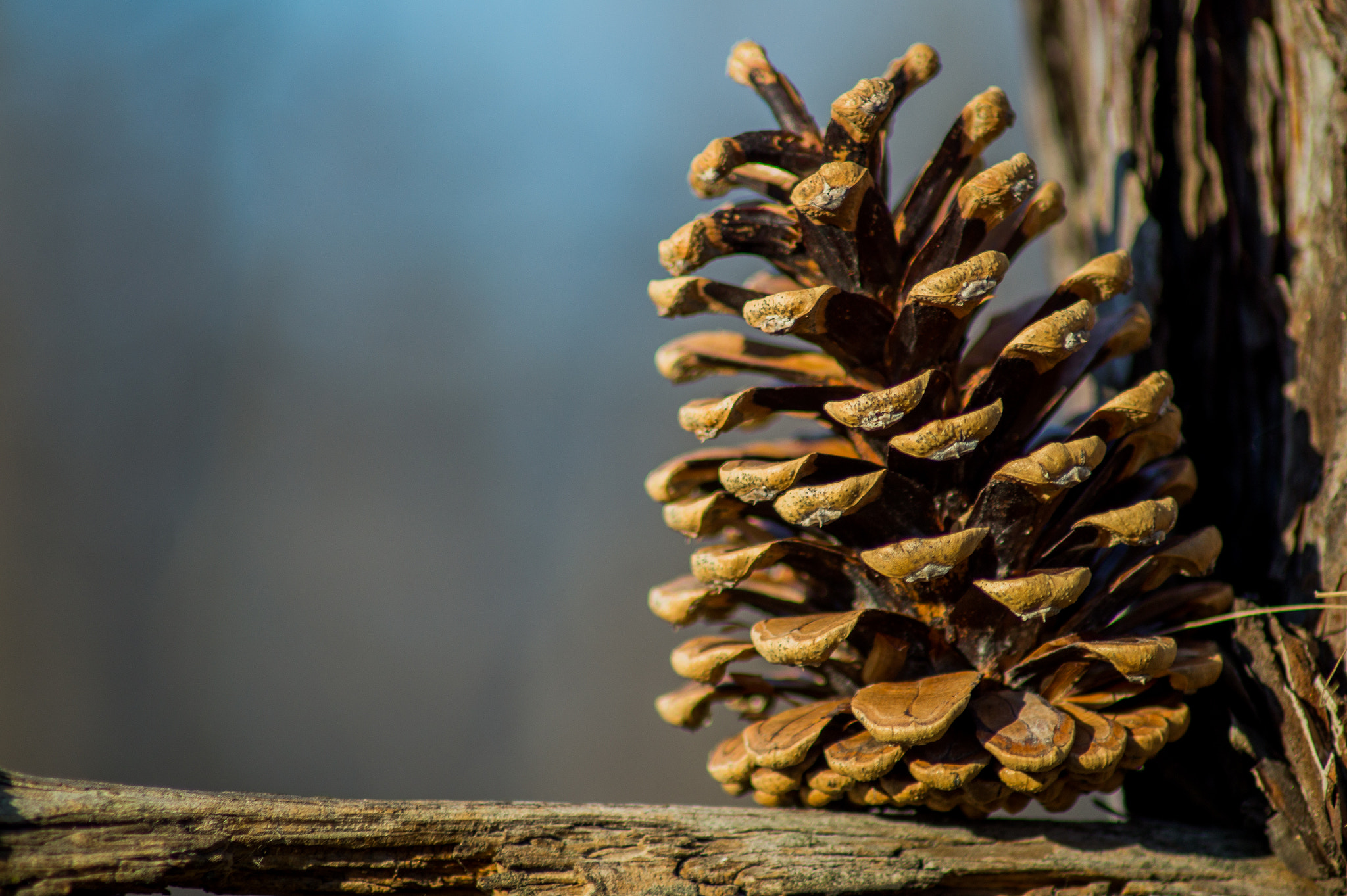 Sony SLT-A58 sample photo. Cone photography