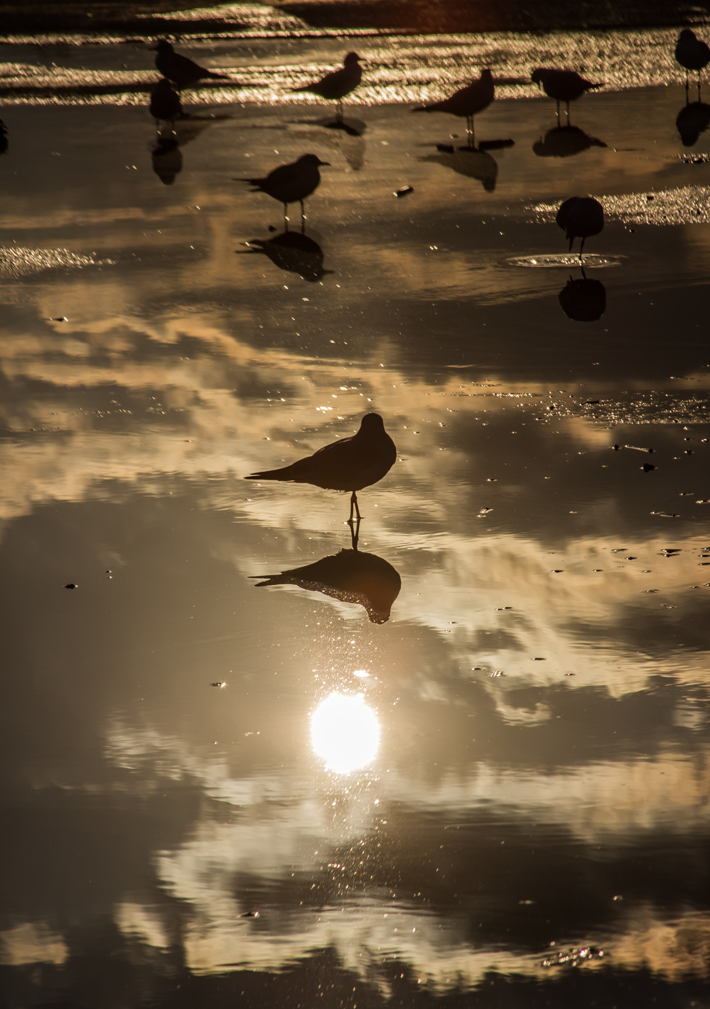 Canon EF 28-135mm F3.5-5.6 IS USM sample photo. Empire of birds photography