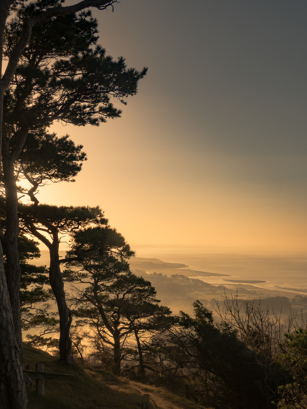 Olympus OM-D E-M5 II sample photo. Sunrise trees photography