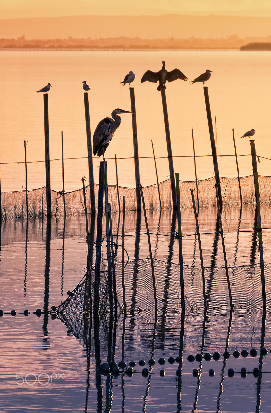 Sony 70-300mm F4.5-5.6 G SSM sample photo. Sunset in la albufera photography
