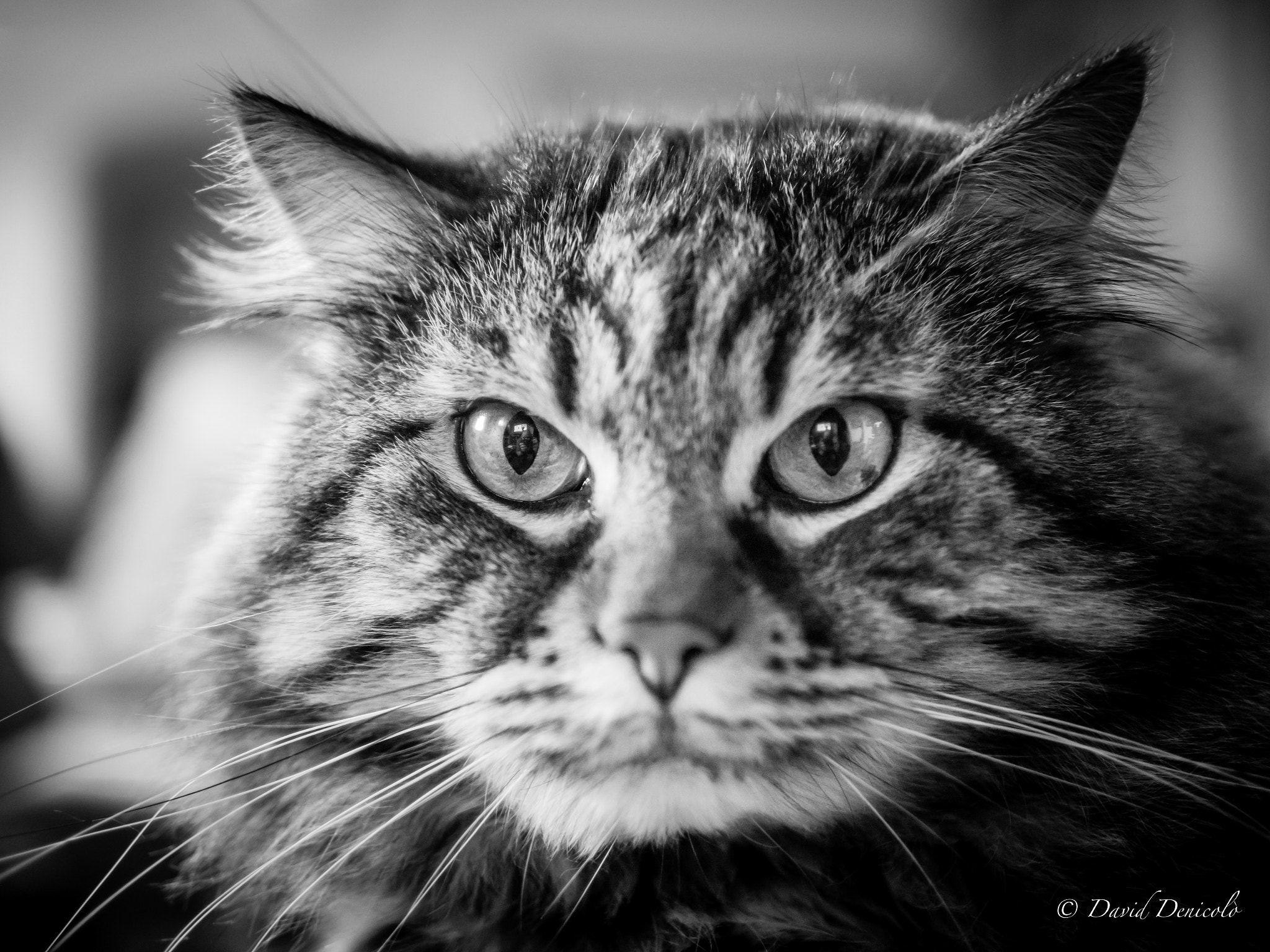 Olympus OM-D E-M5 II + Panasonic Leica DG Summilux 25mm F1.4 II ASPH sample photo. A wonderful black and white cat photography
