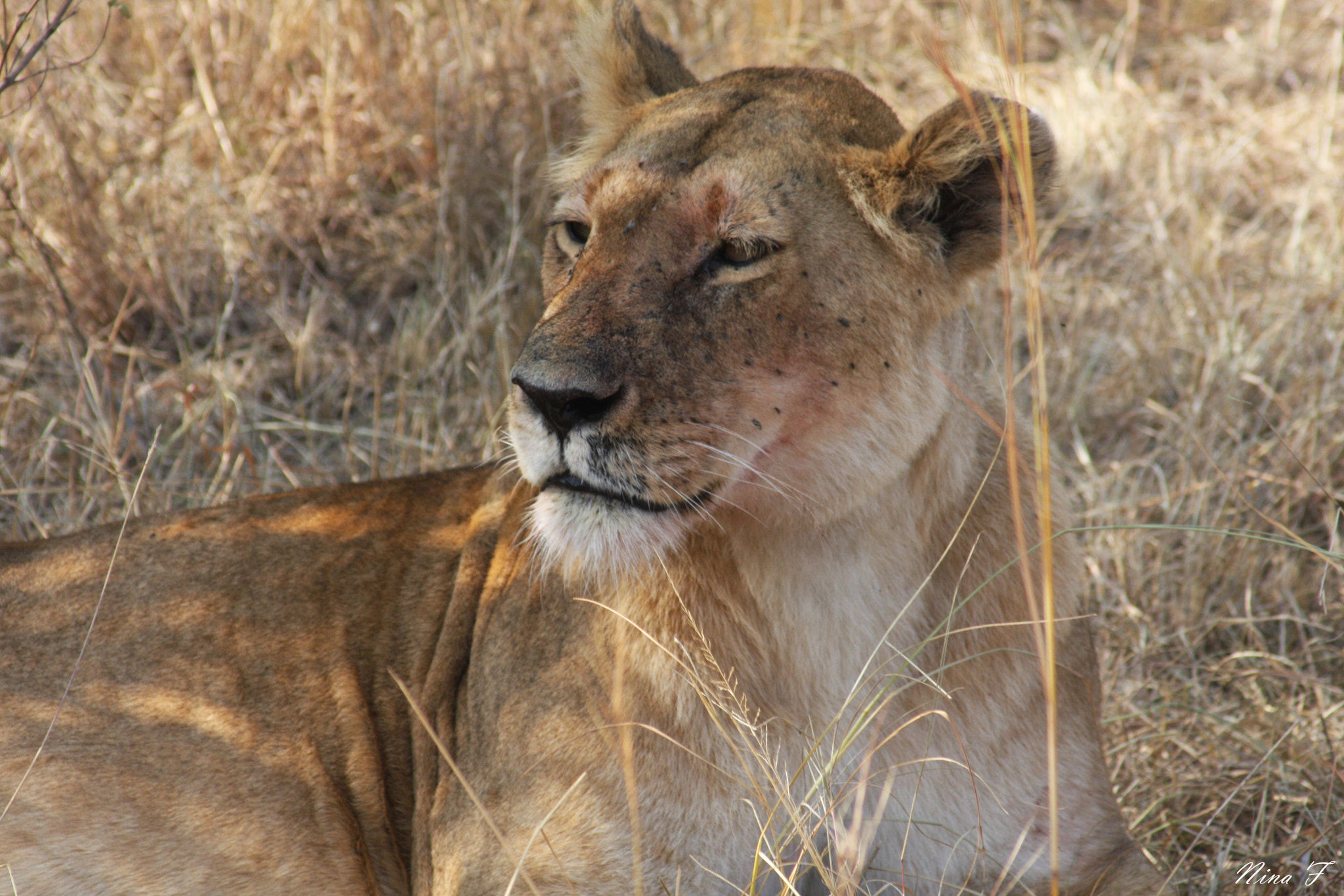 Canon EF 55-200mm F4.5-5.6 II USM sample photo. Lioness photography