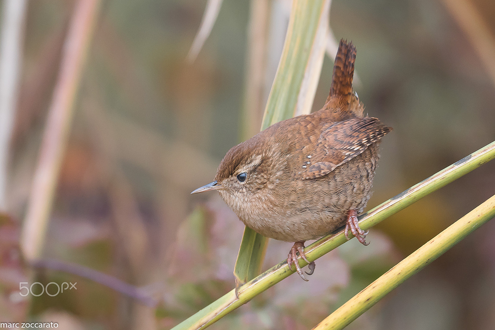 Nikon AF-S Nikkor 500mm F4E FL ED VR sample photo. Troglodyte mignon photography