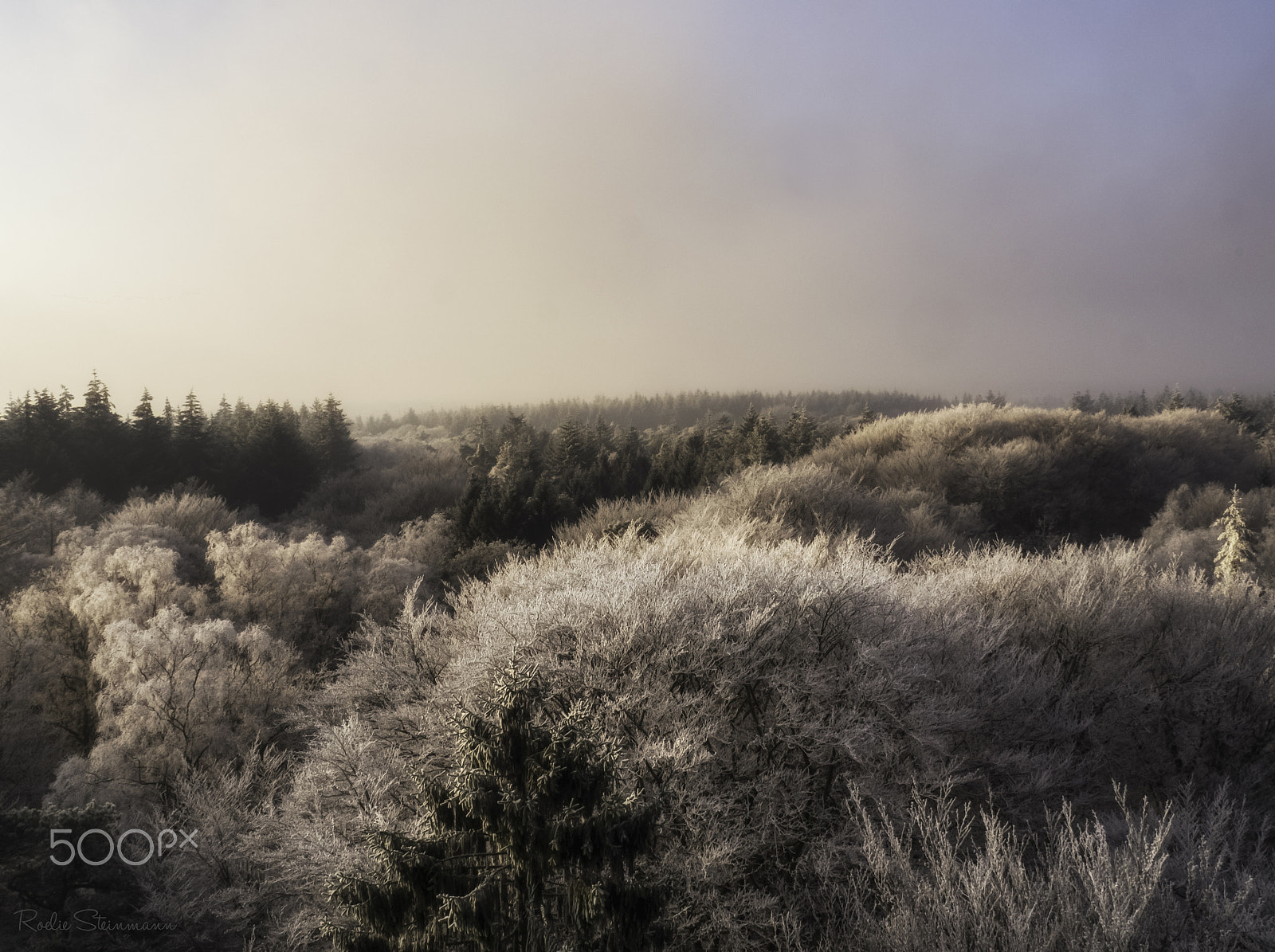 OLYMPUS M.14-150mm F4.0-5.6 II sample photo. Frozen forrest photography