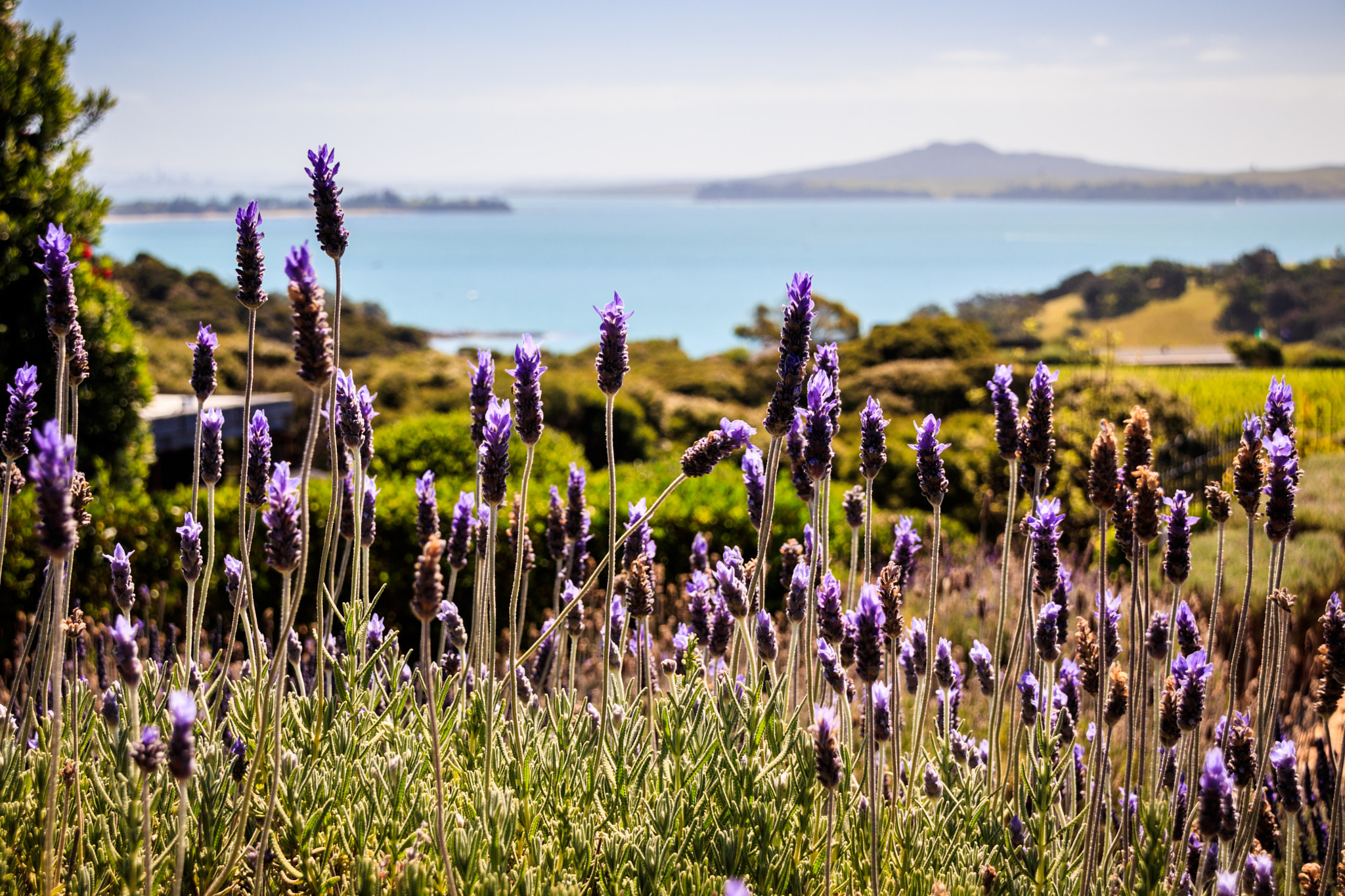 Sigma 18-250mm F3.5-6.3 DC OS HSM sample photo. Distant rangitoto photography