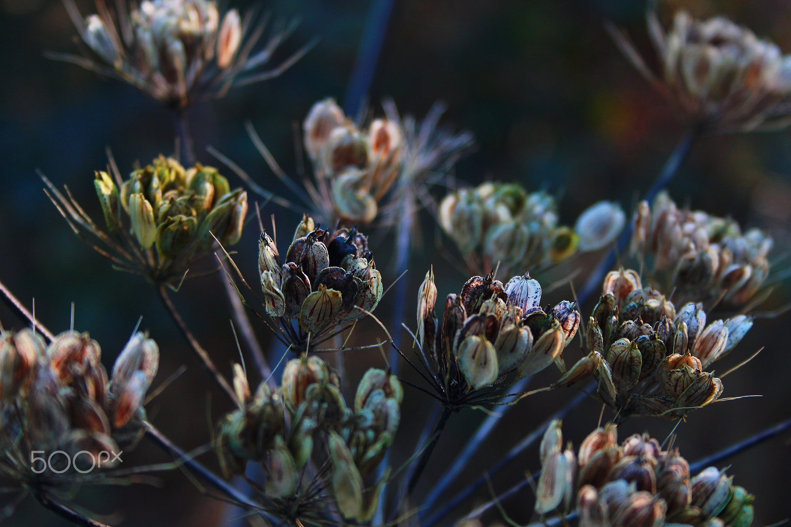 Canon EF-S 18-55mm F3.5-5.6 II sample photo. Common hogweed (heracleum sphondylium) photography
