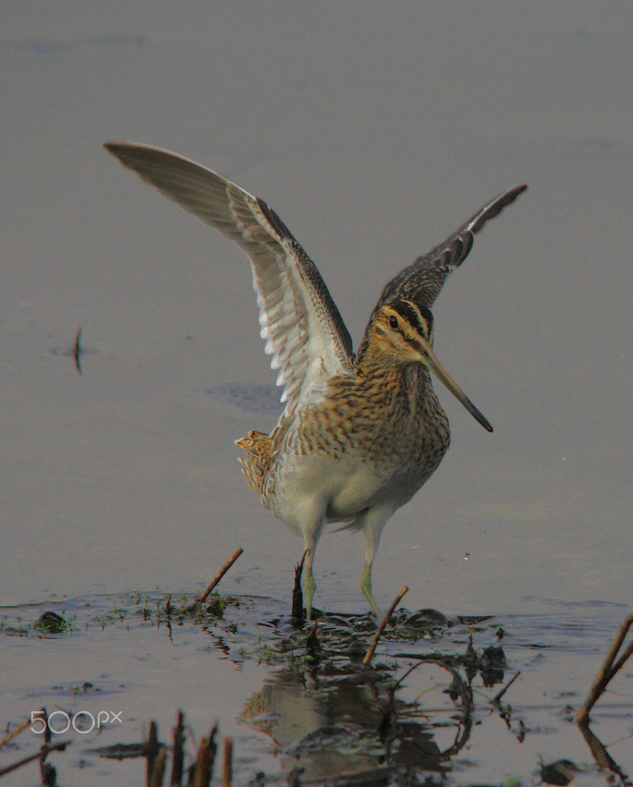Sigma 150-500mm F5-6.3 DG OS HSM sample photo. Snipe photography