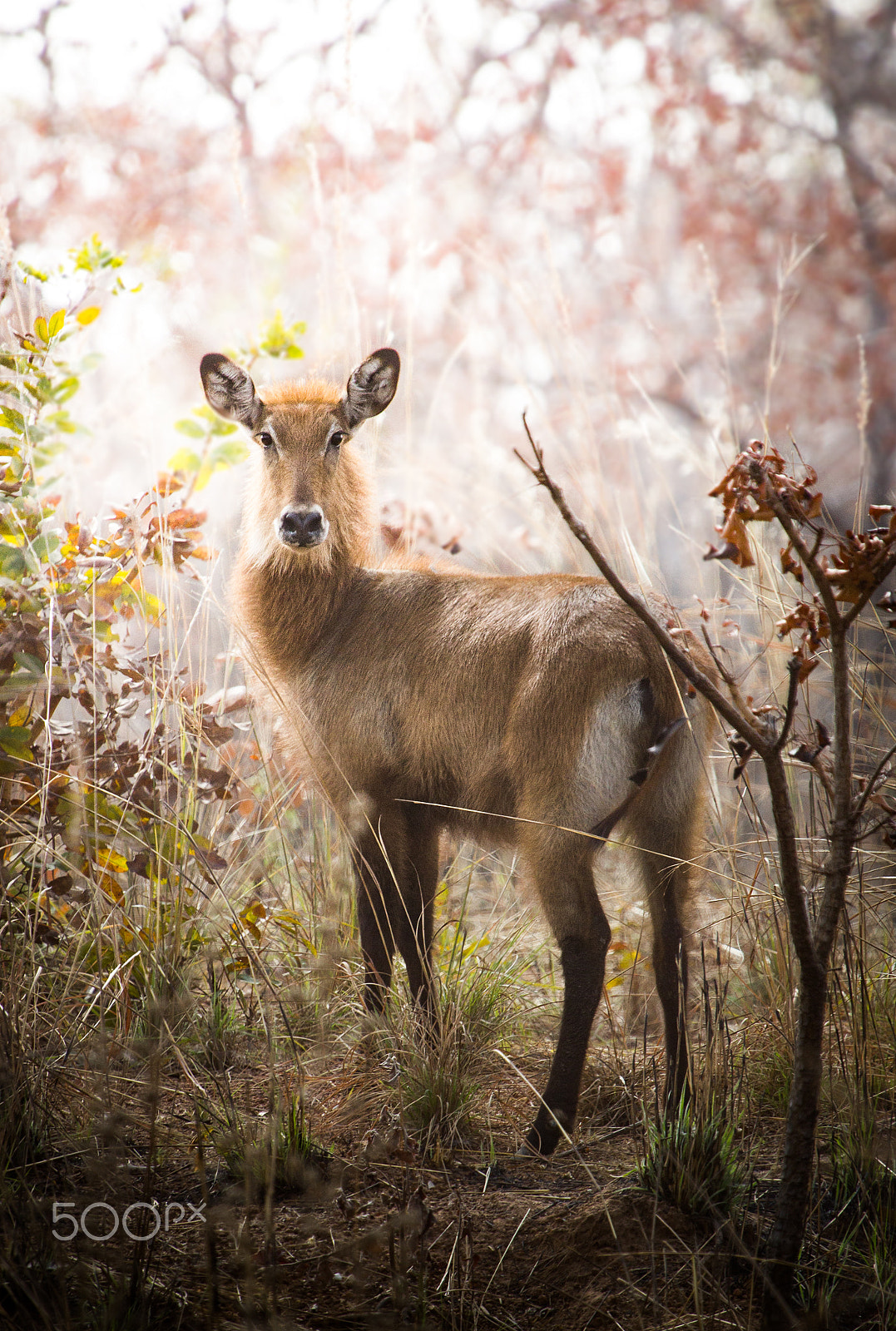 Canon EF 100-400mm F4.5-5.6L IS USM sample photo. Waterbuck photography