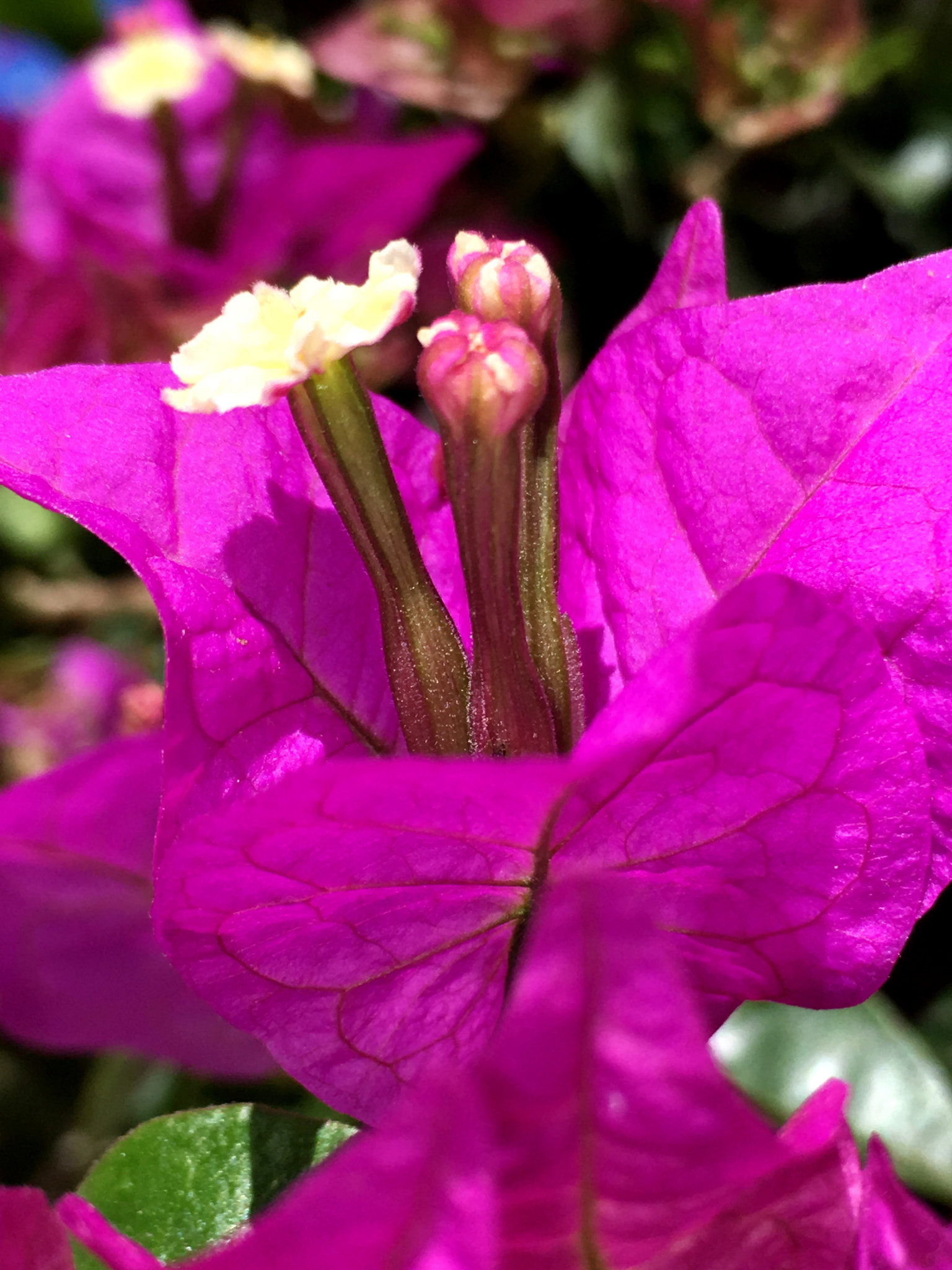 Apple iPhone8,1 sample photo