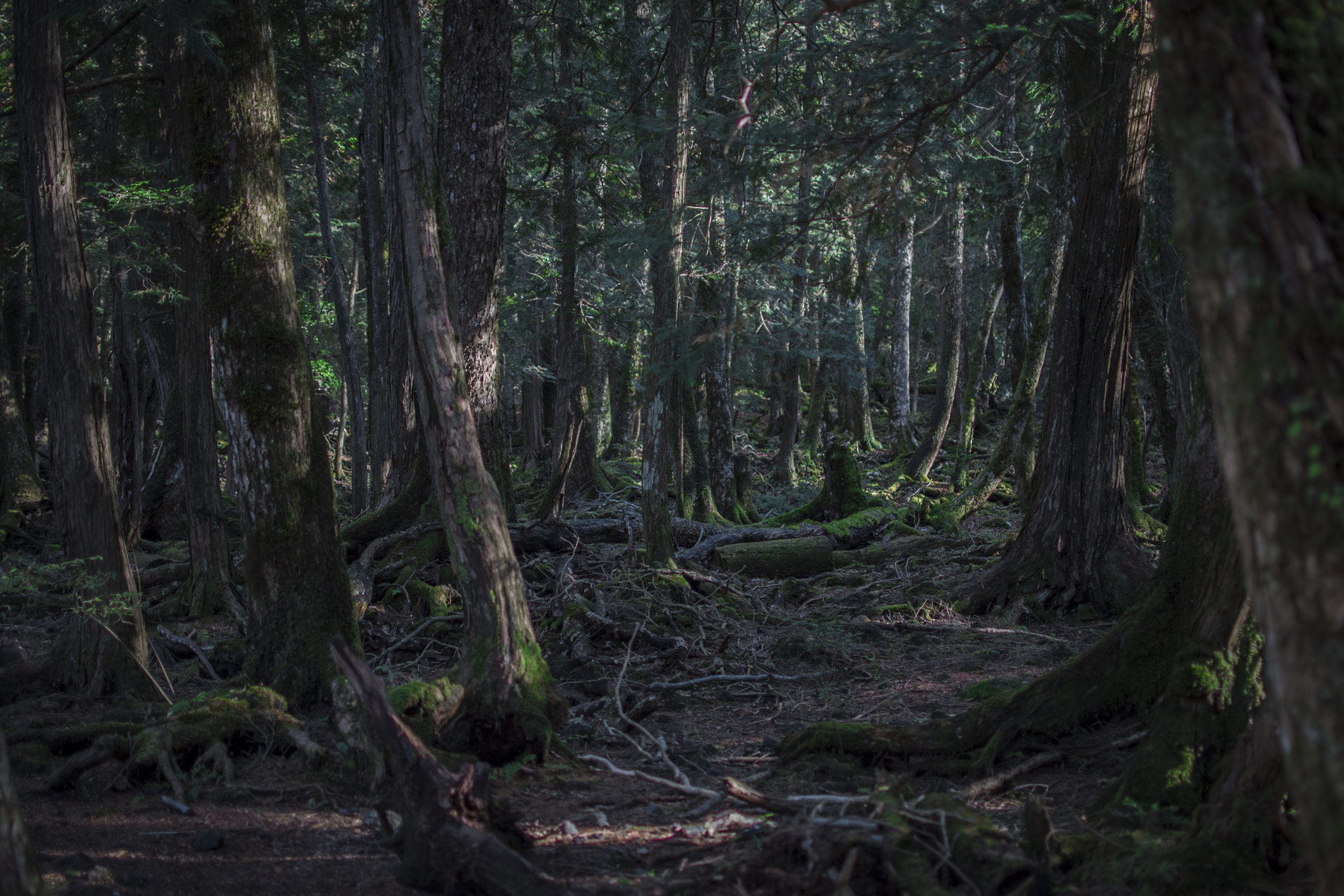 Nikon D750 + Nikon AF-S DX Nikkor 35mm F1.8G sample photo. The suicide forest photography
