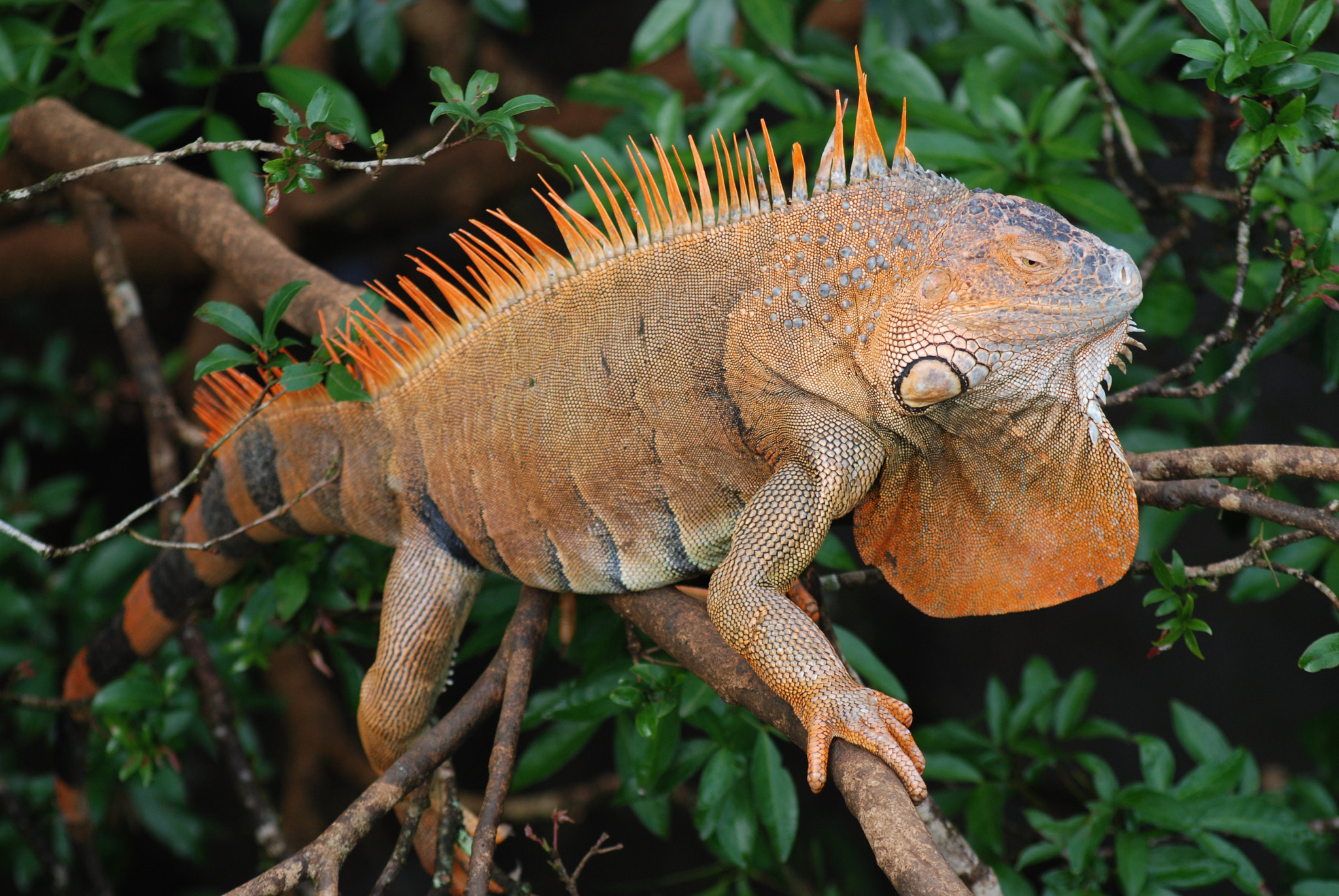 Nikon D80 + AF Nikkor 70-210mm f/4-5.6D sample photo. Iguana in costa rica photography