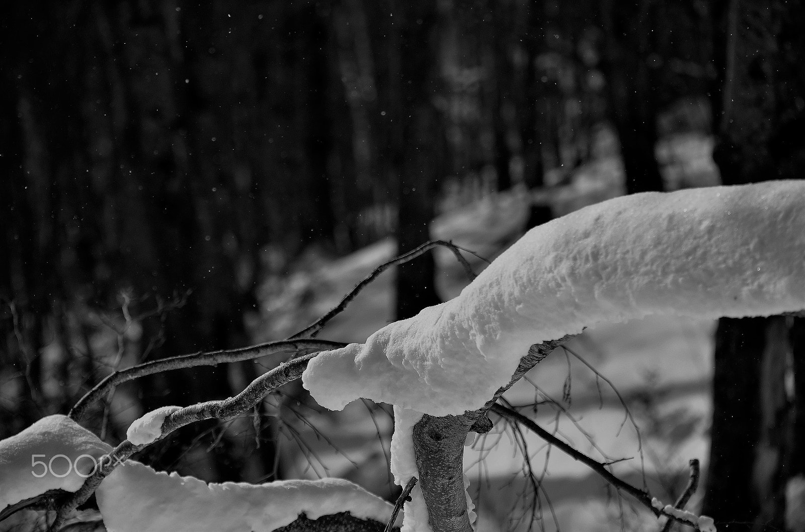 Nikon D7000 + Sigma 50-150mm F2.8 EX APO DC OS HSM sample photo. Snow on Βranches photography