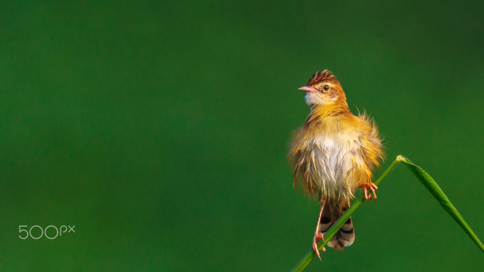 Sigma 150-600mm F5-6.3 DG OS HSM | C sample photo. "come on and see the glow of the morning sun" photography