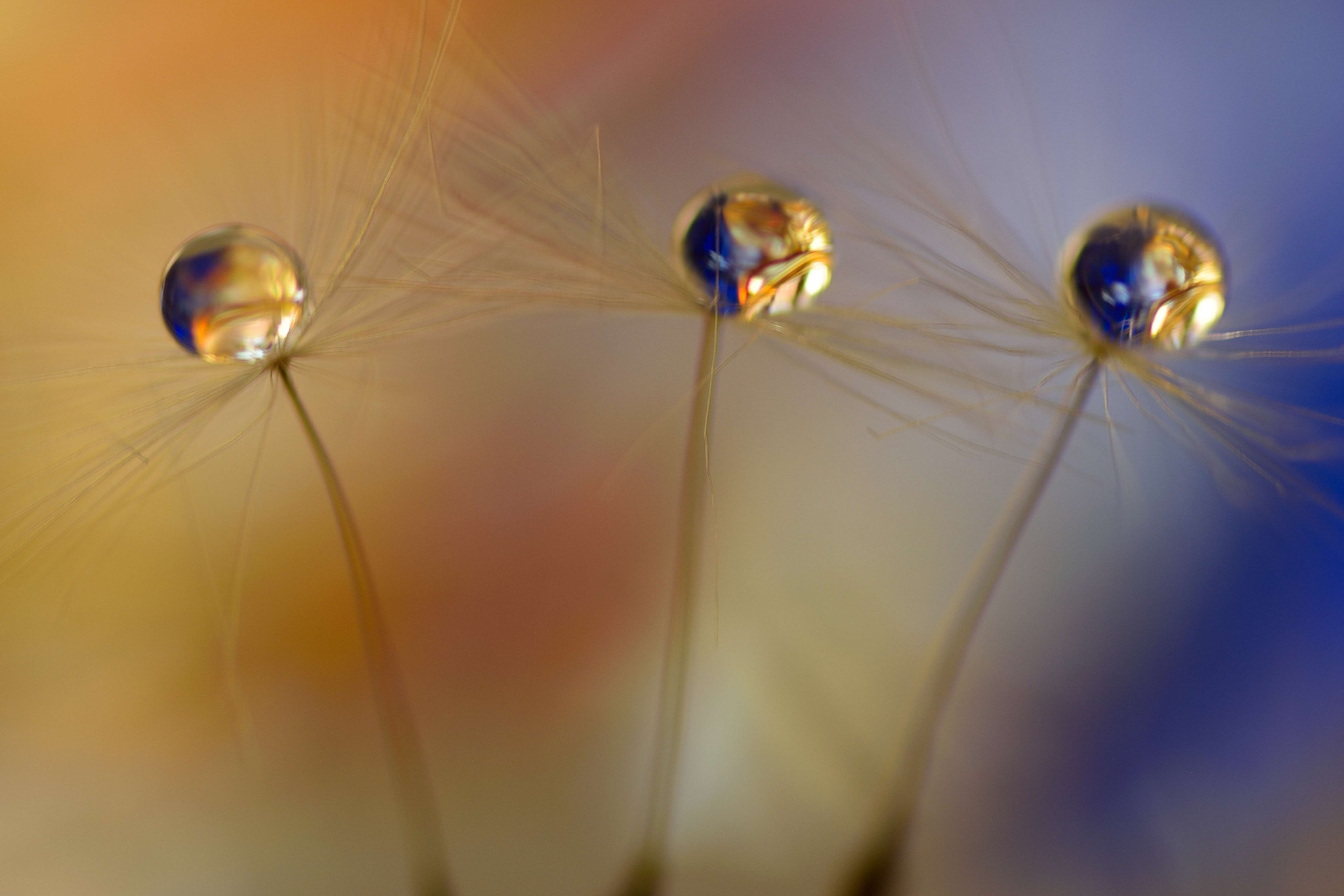 Sigma 105mm F2.8 EX DG OS HSM sample photo. Twins photography