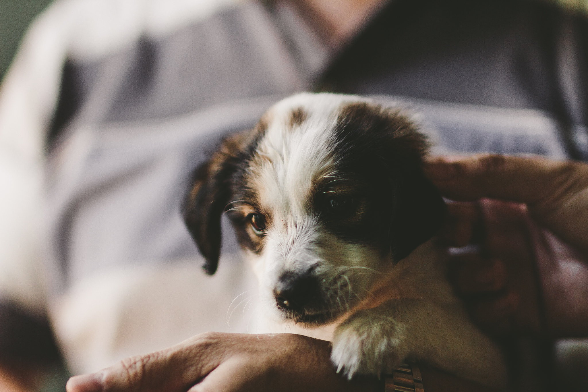 Sigma 85mm F1.4 EX DG HSM sample photo. Img photography