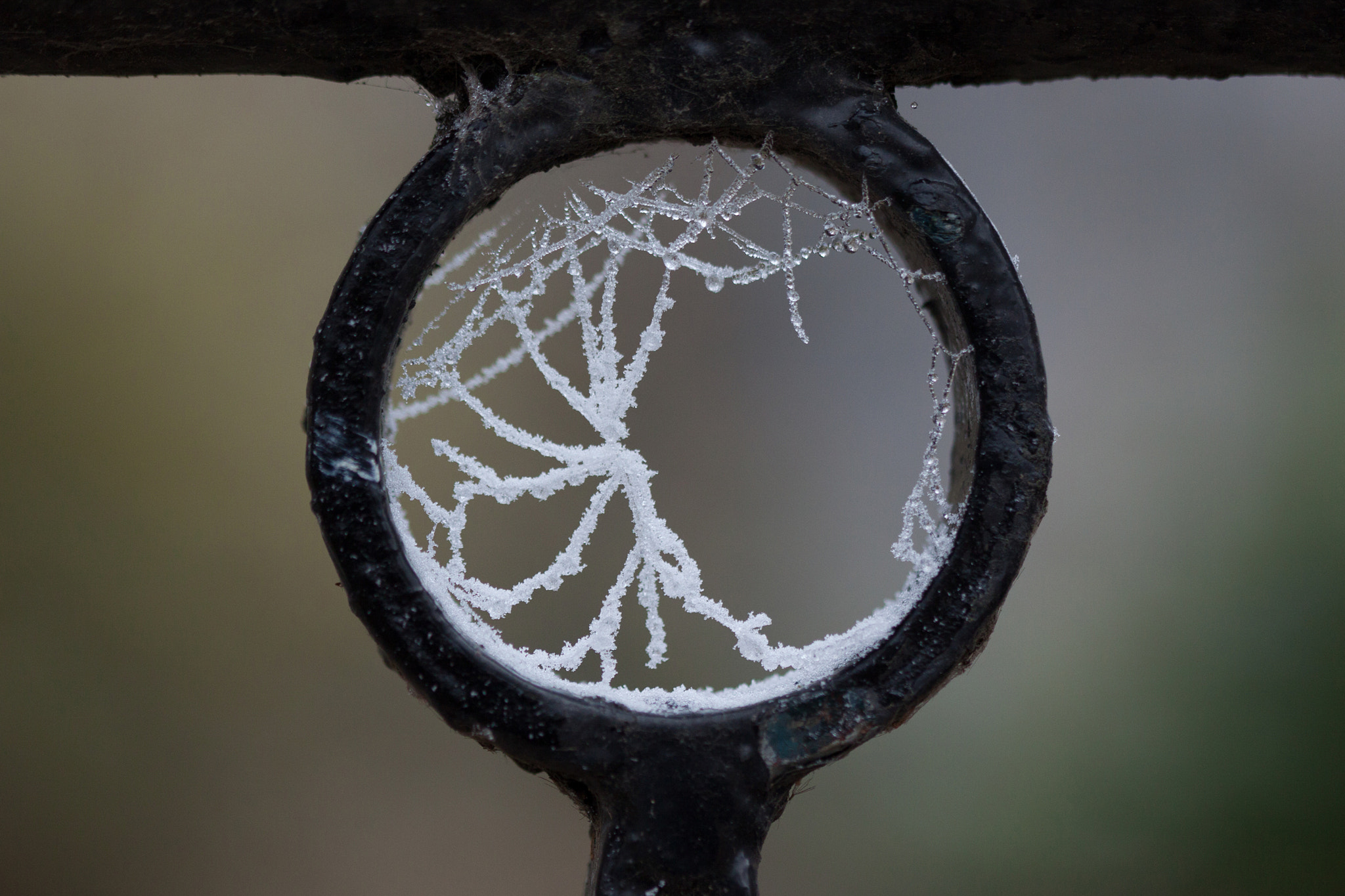Canon EF 100mm F2.8 Macro USM sample photo. L'attrape rêve (he dream catcher) photography