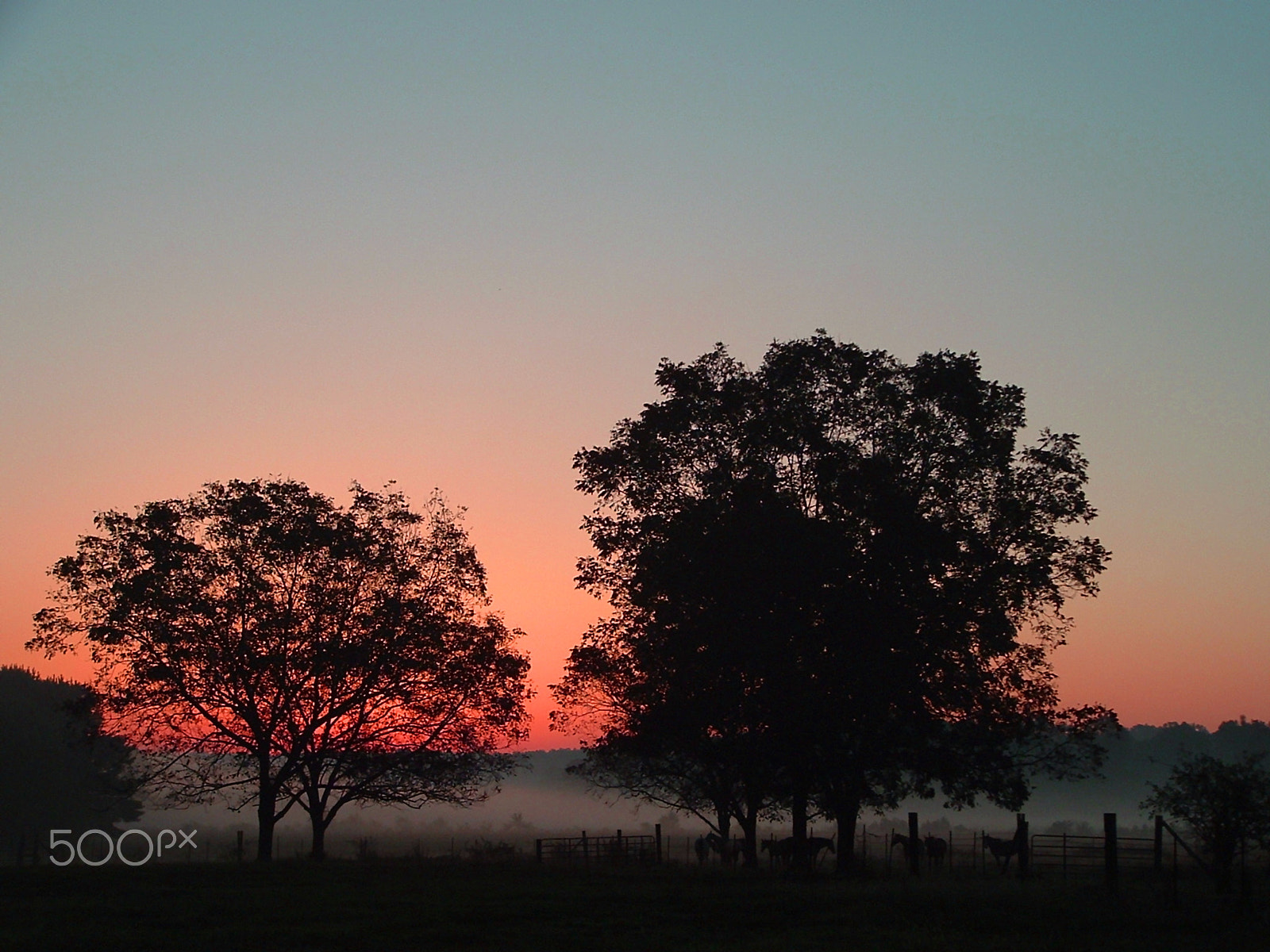 Fujifilm FinePix S3000 sample photo. Sunrise with the horses photography