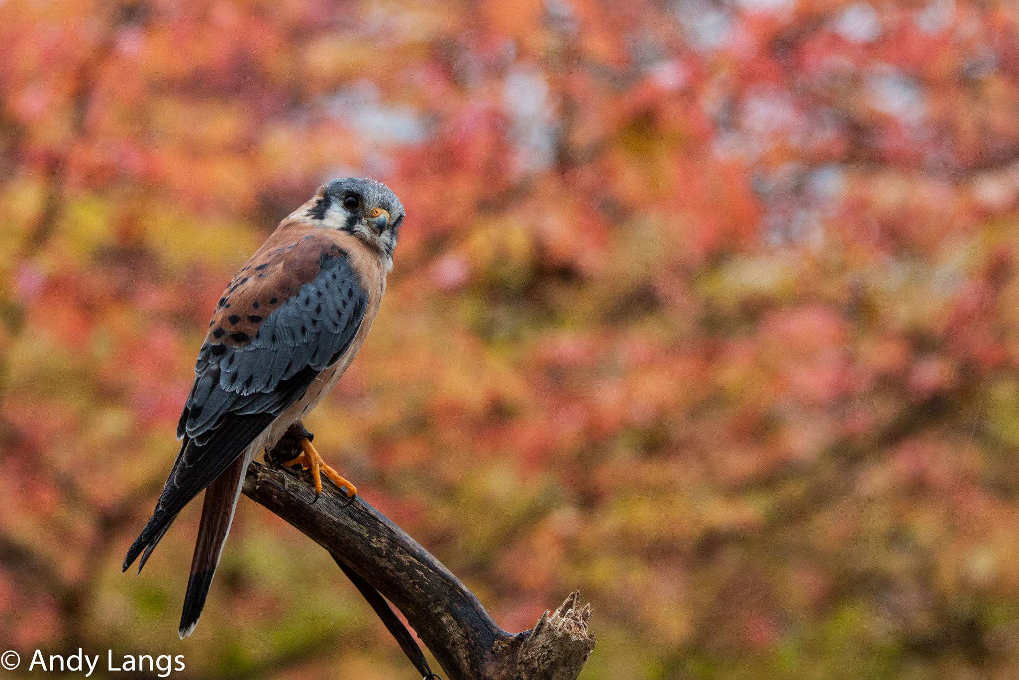 Canon EOS 50D + Canon EF 70-200mm F4L IS USM sample photo. Kestral against the fall colours photography