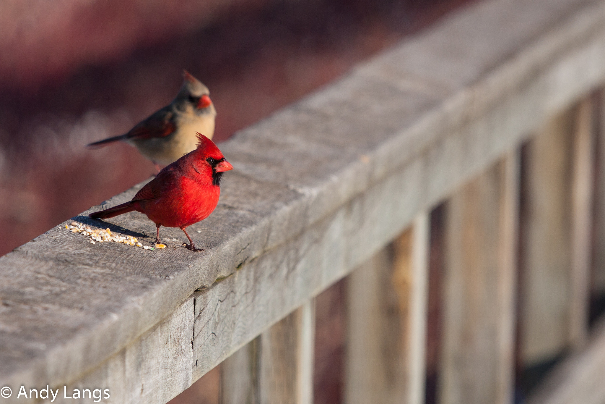 Canon EOS 50D + Canon EF 70-200mm F4L IS USM sample photo. Two cardinals photography