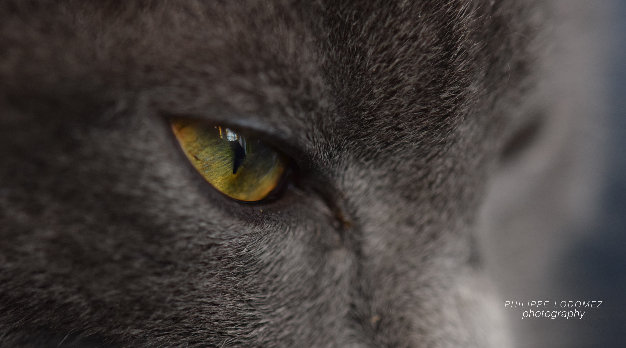 Sigma 105mm F2.8 EX DG OS HSM sample photo. Cat photography