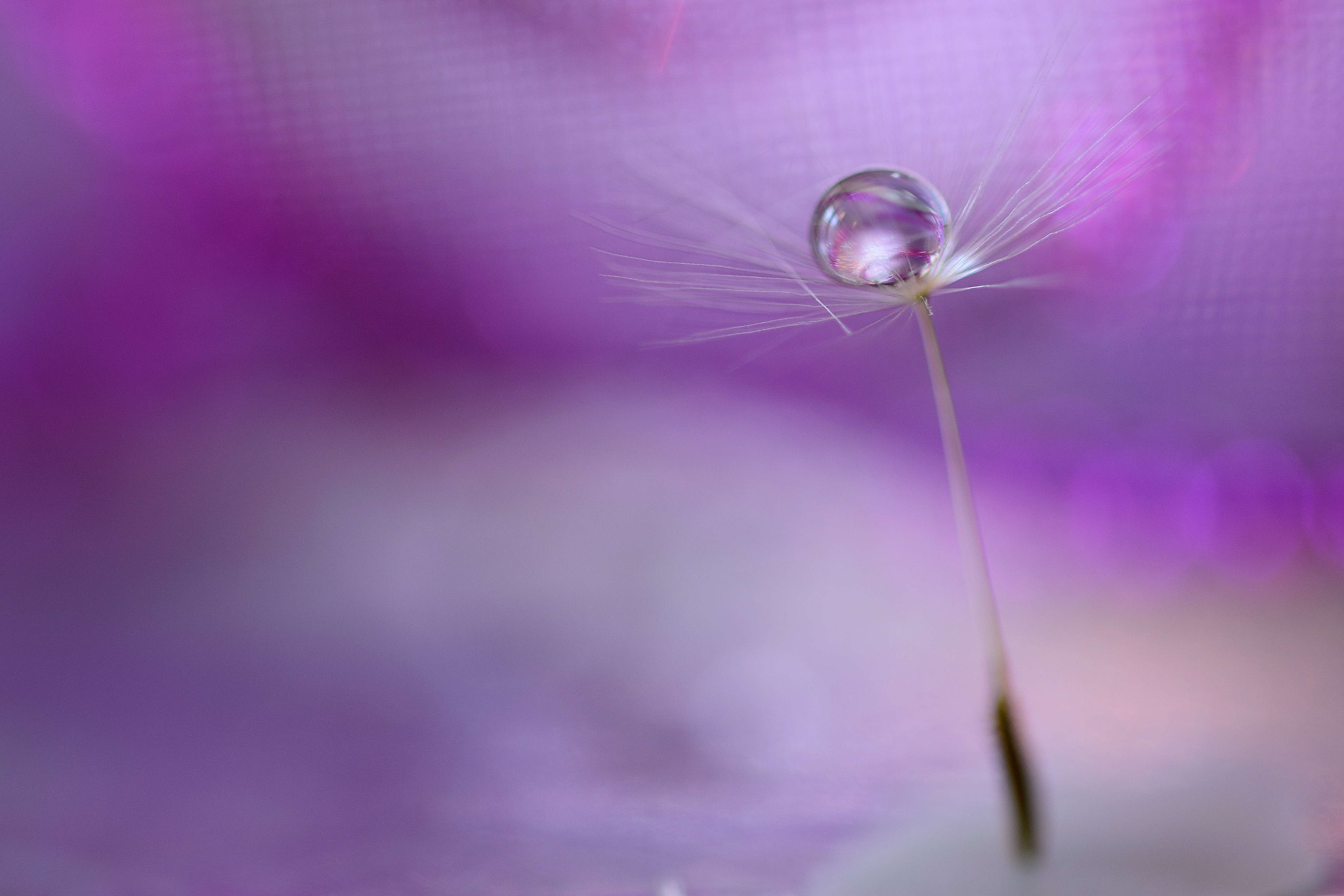 Sigma 105mm F2.8 EX DG OS HSM sample photo. At the end of the year photography