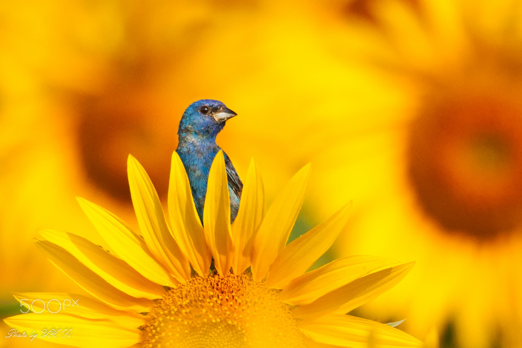 150-600mm F5-6.3 DG OS HSM | Sports 014 sample photo. Sunflower and bird (2) photography