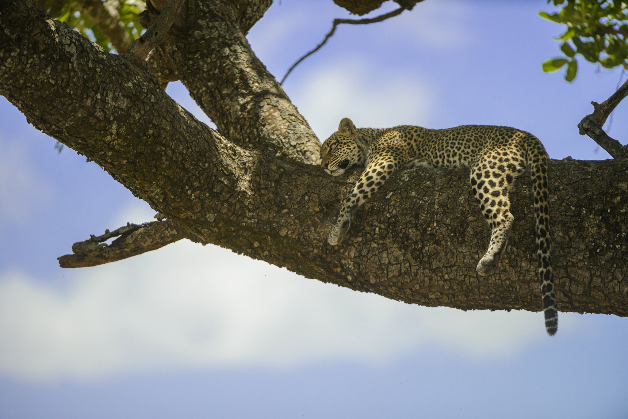 Nikon AF-S Nikkor 200-400mm F4G ED-IF VR sample photo. Tree hug photography