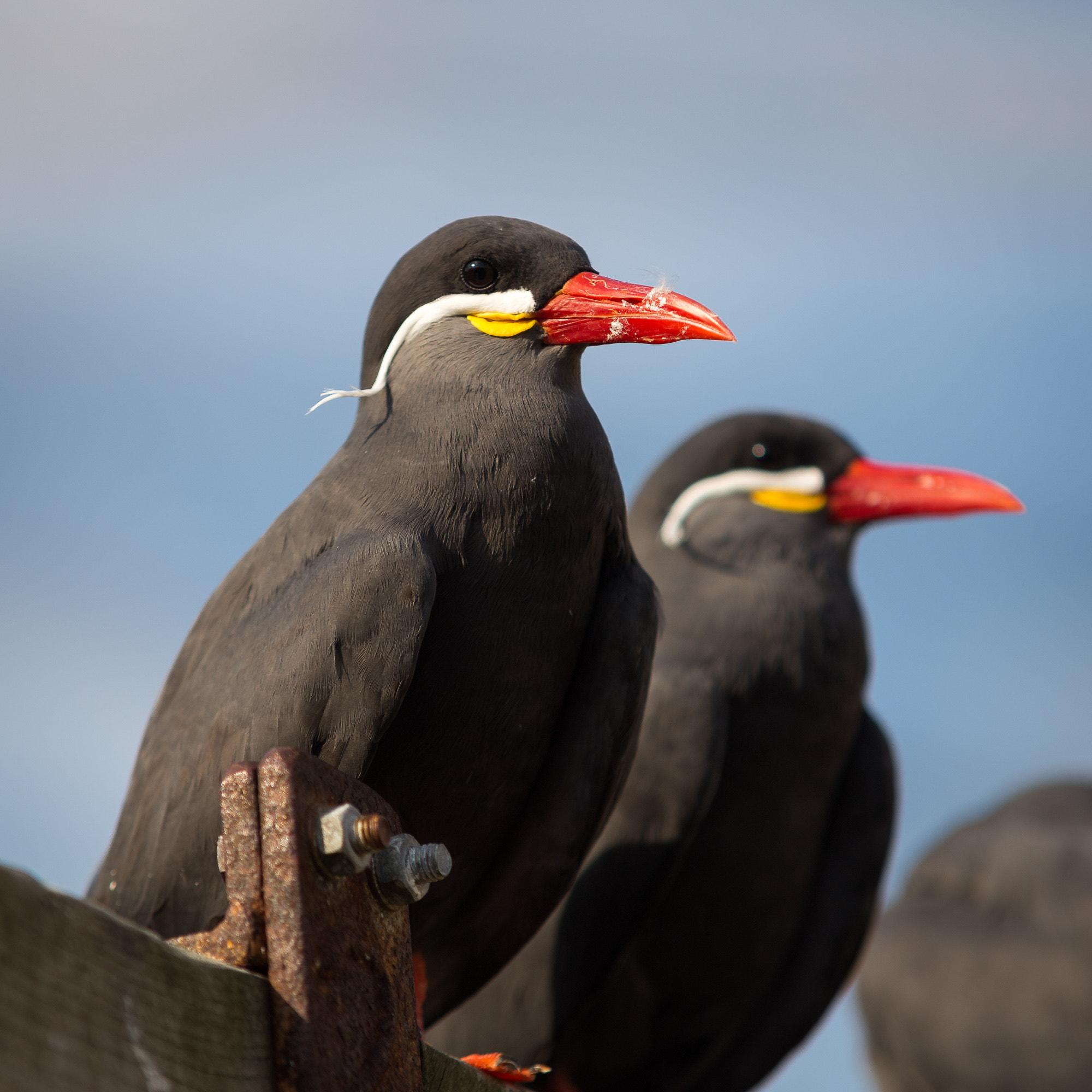 Canon EOS 6D + Sigma 70-200mm F2.8 EX DG OS HSM sample photo