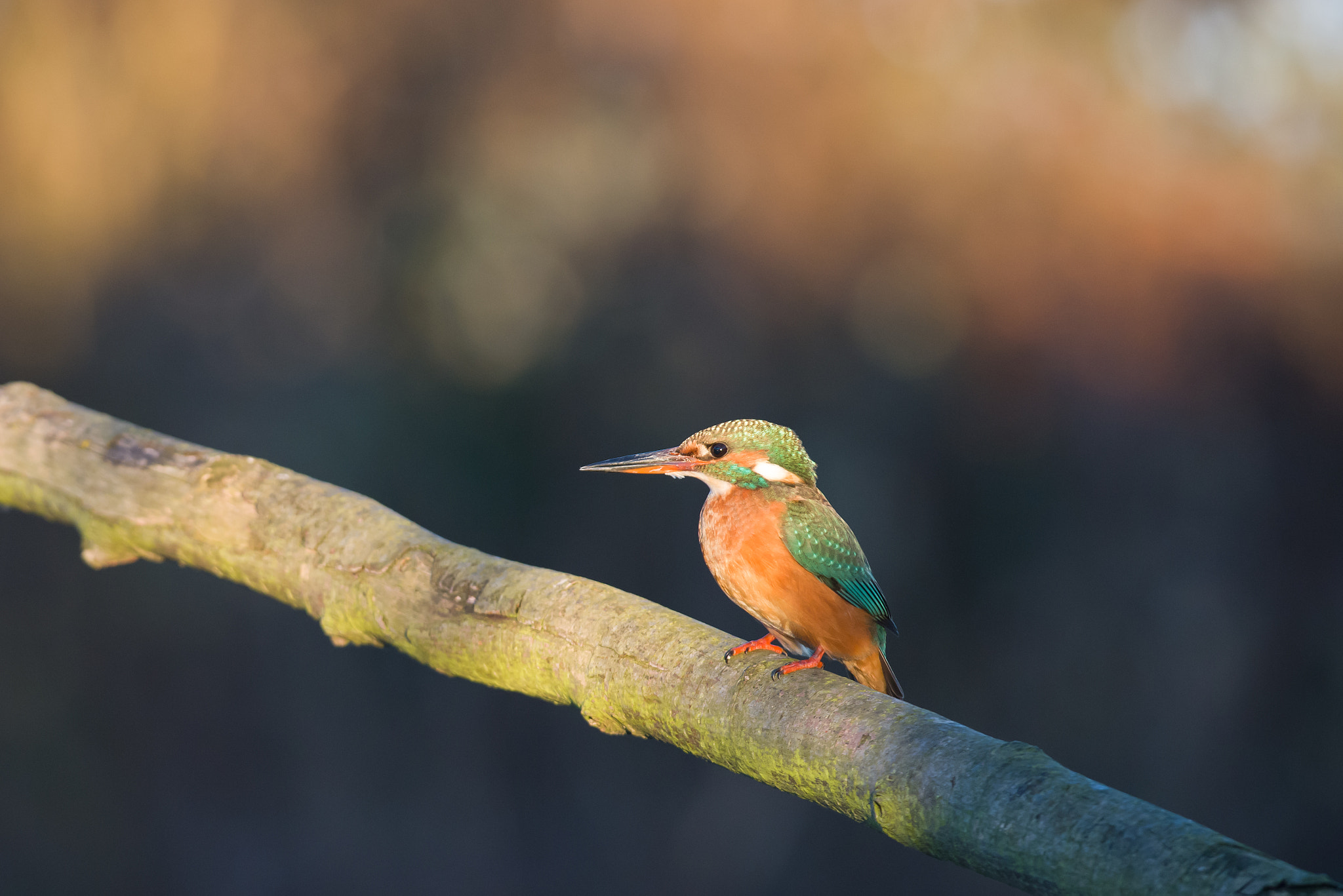 Nikon D810 sample photo. Kingfisher photography