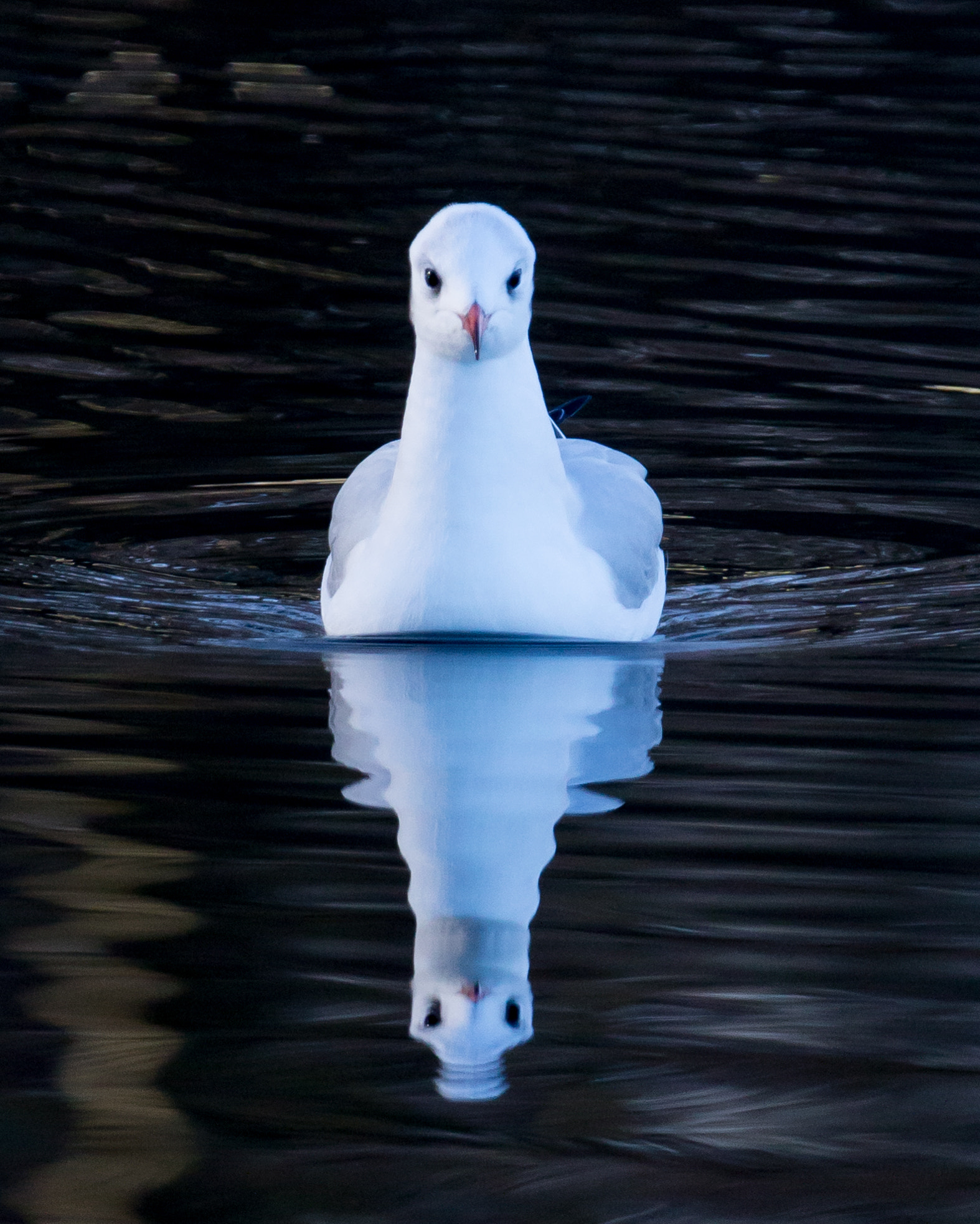 Canon EF 70-200mm F2.8L IS II USM sample photo. Moment for reflection photography