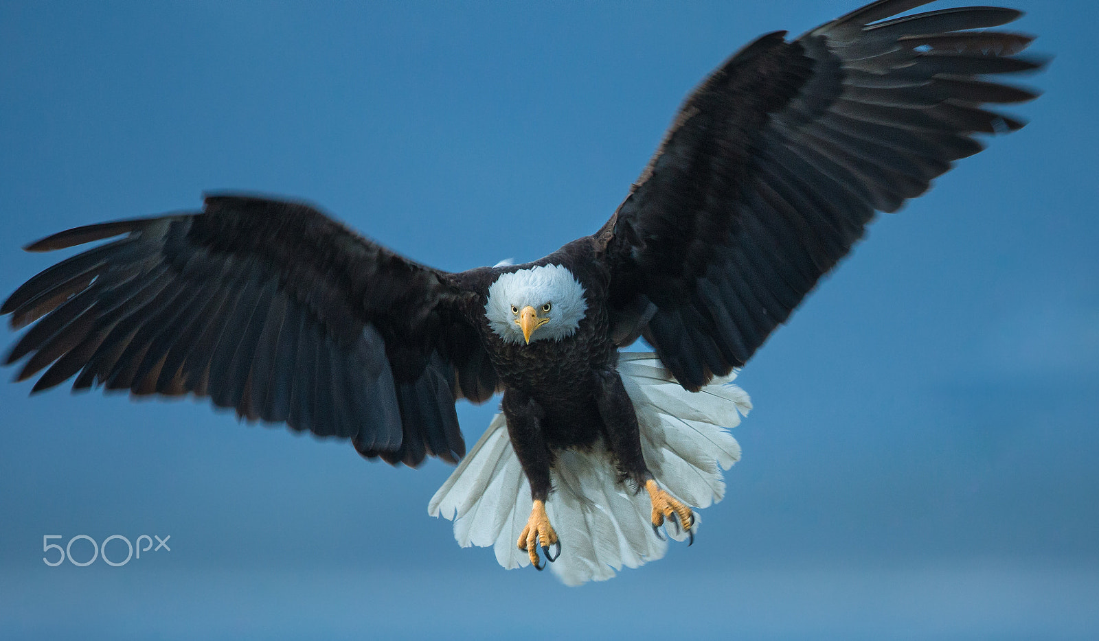 Canon EF 600mm F4L IS II USM sample photo. Eagle flying photography