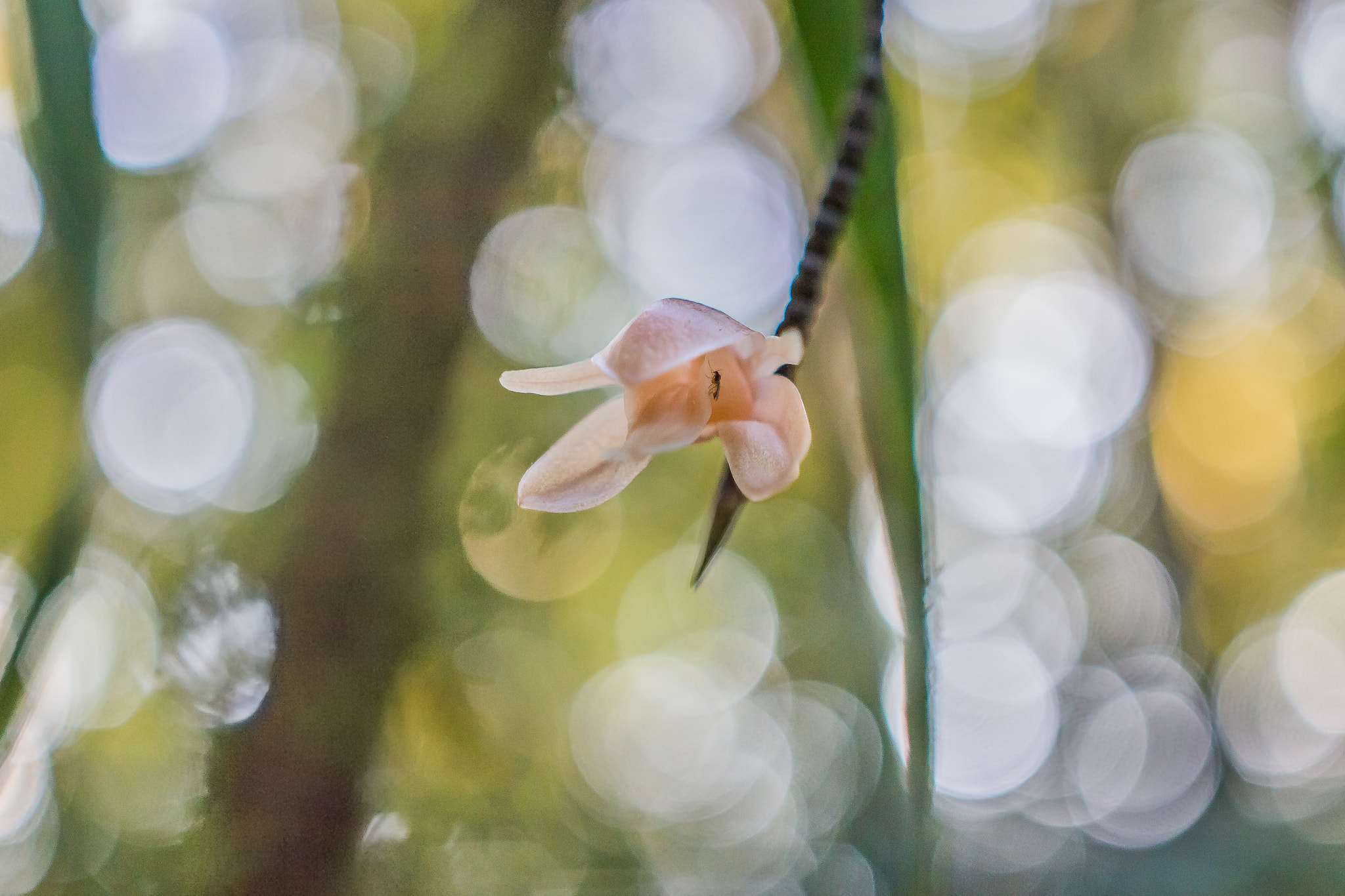 Canon EOS 60D sample photo. "in the light of the forest" photography