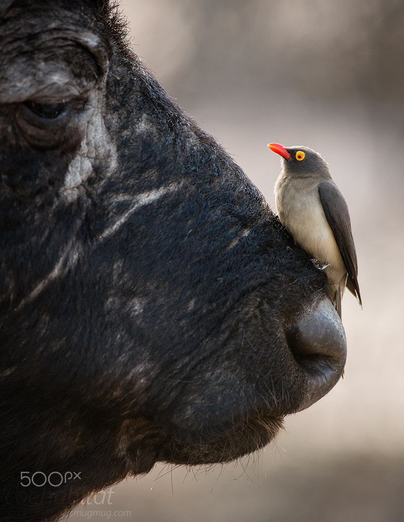 Nikon AF-S Nikkor 200-400mm F4G ED-IF VR sample photo. Oxpecker on buffalo photography
