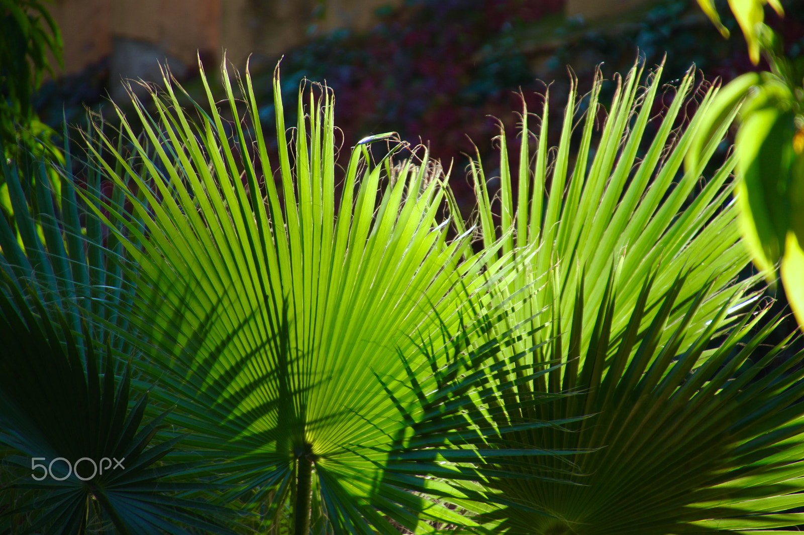 Canon EOS 500D (EOS Rebel T1i / EOS Kiss X3) sample photo. Verde y luz photography