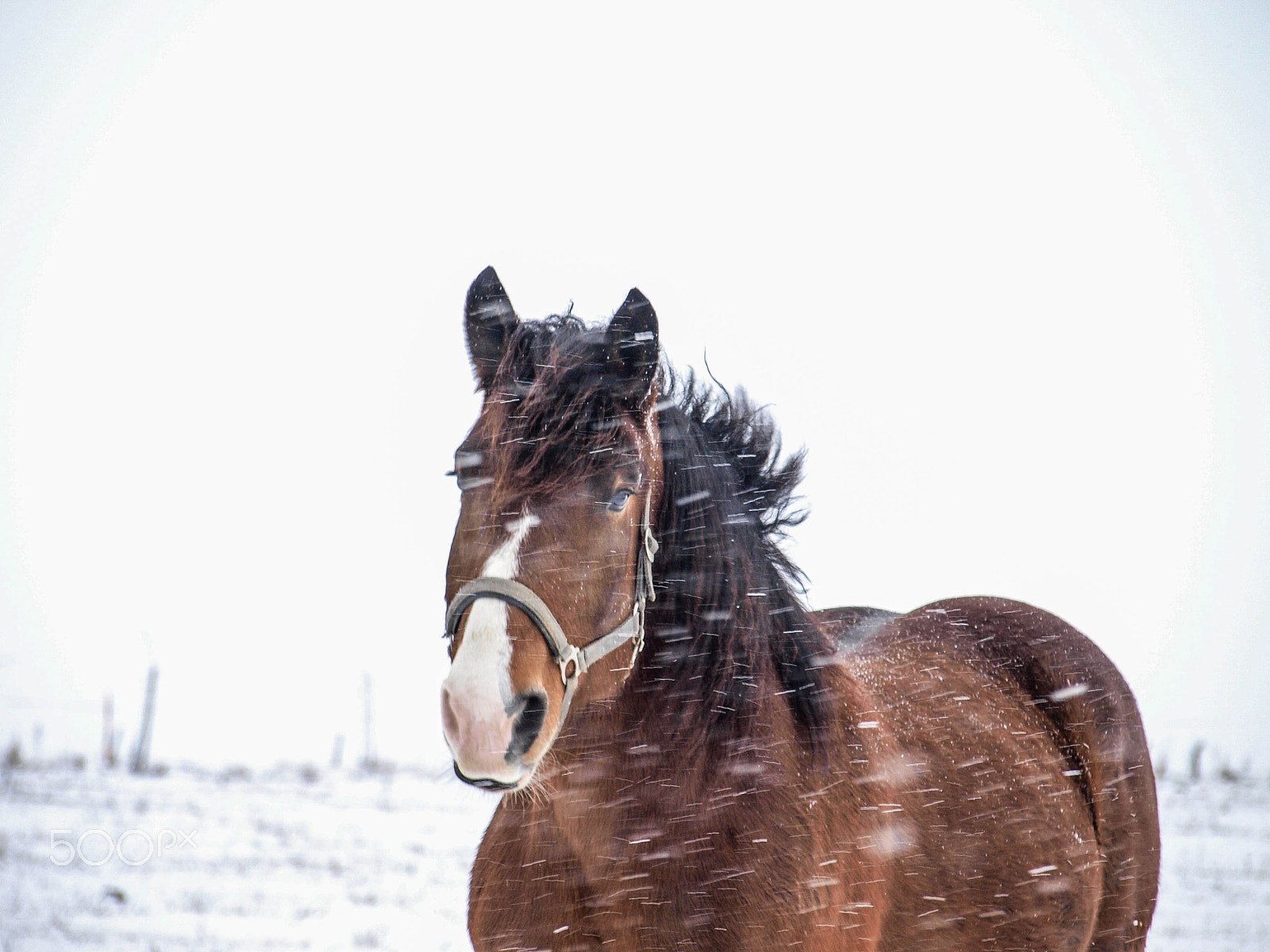 Olympus E-520 (EVOLT E-520) sample photo. Horse photography