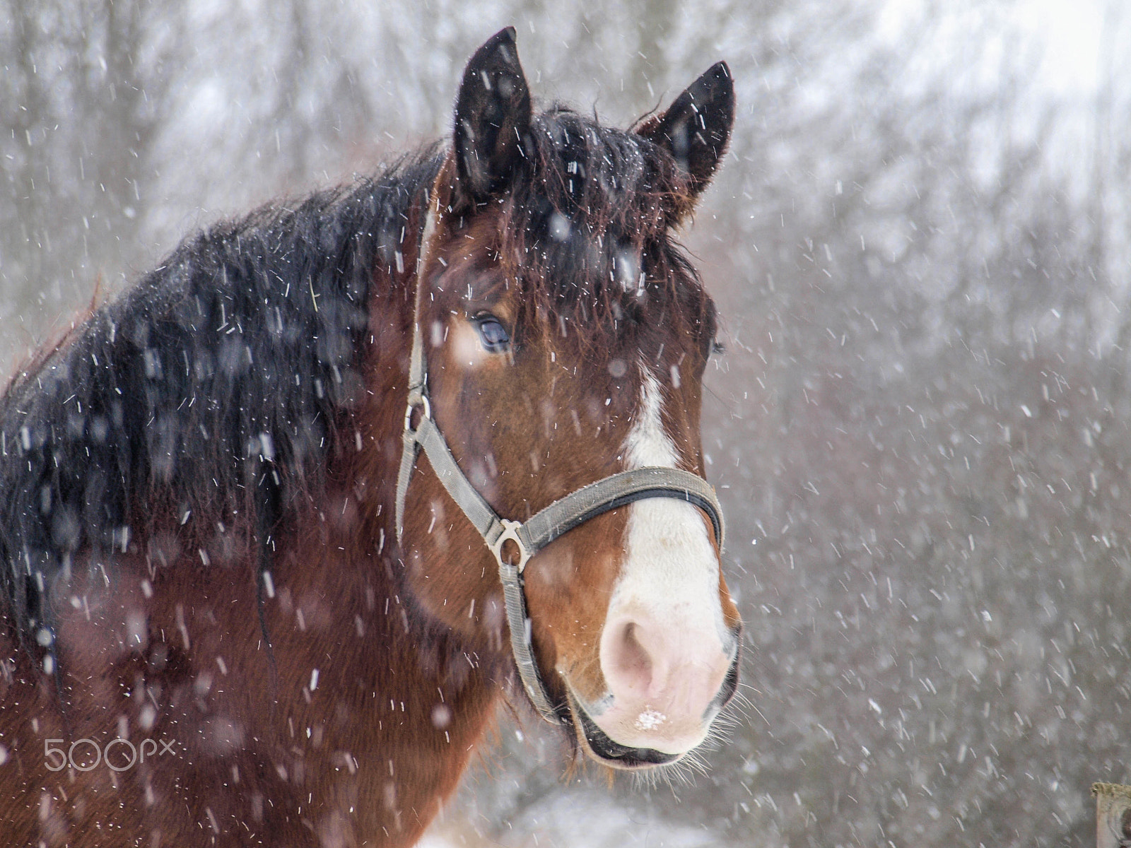 Olympus E-520 (EVOLT E-520) sample photo. Horse photography