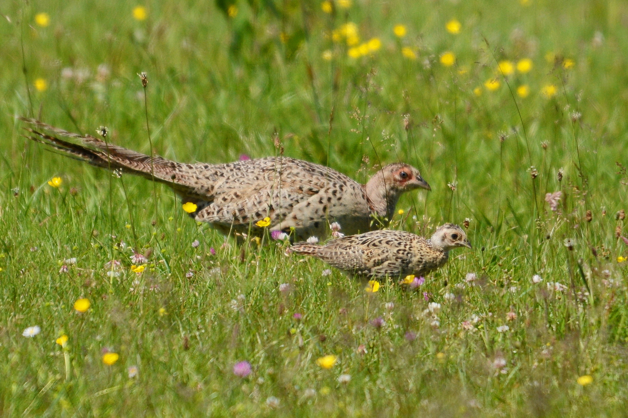 Sigma 120-400mm F4.5-5.6 DG OS HSM sample photo. Pheasant photography