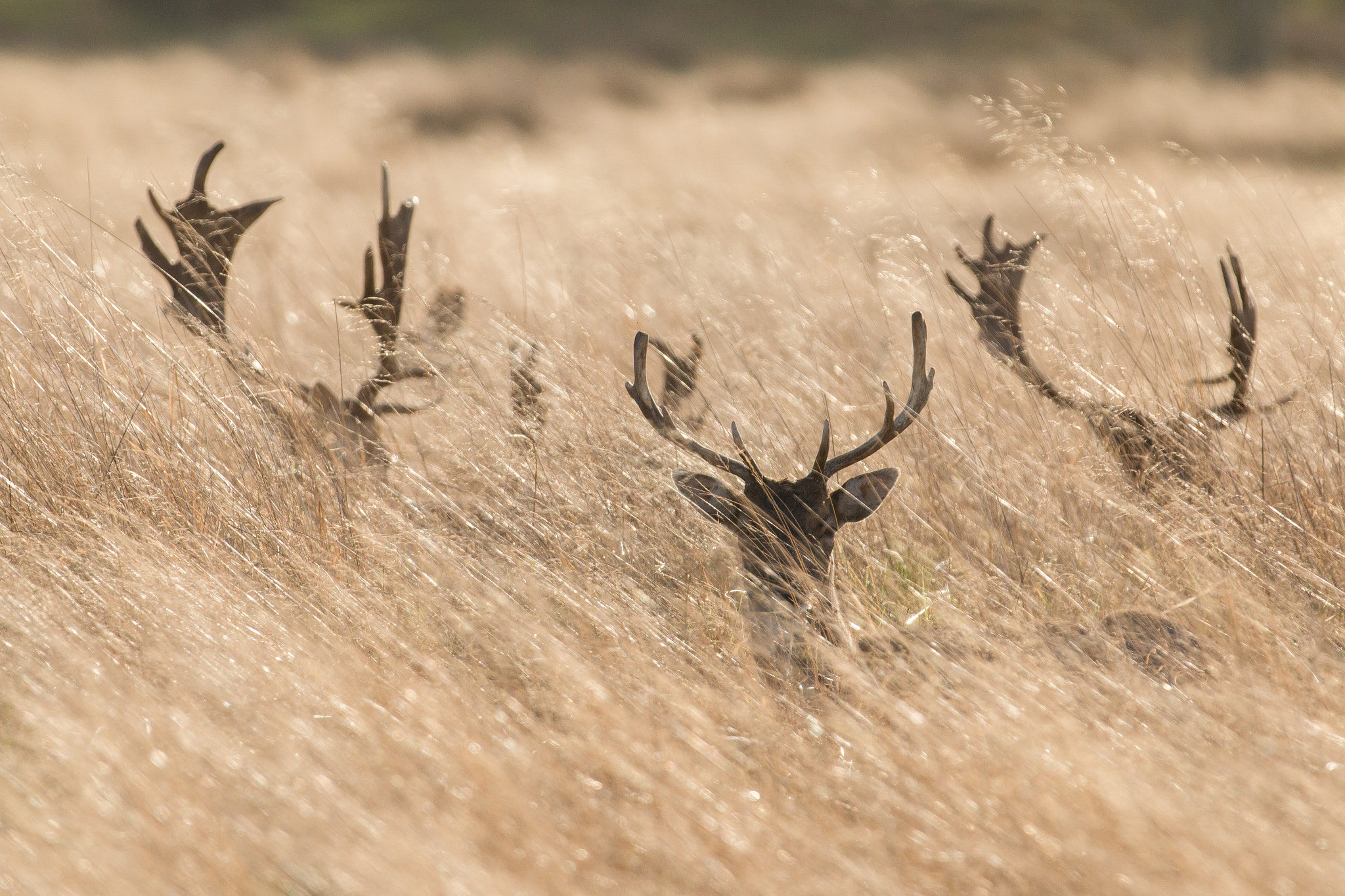 Canon EOS 70D + Canon EF 70-200mm F2.8L IS II USM sample photo. Golden grass filter photography