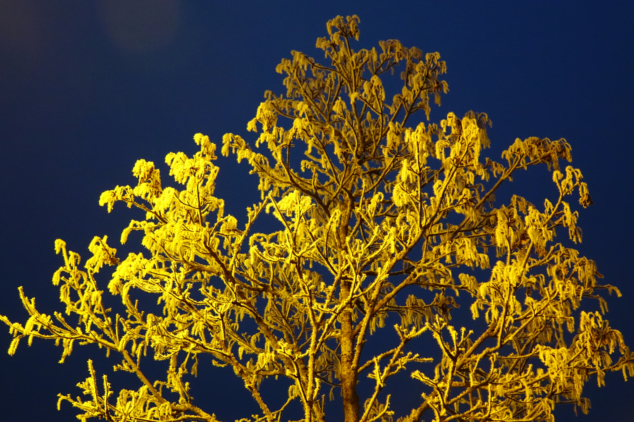 Sony Cyber-shot DSC-RX10 + Sony 24-200mm F2.8 sample photo. The golden frost photography