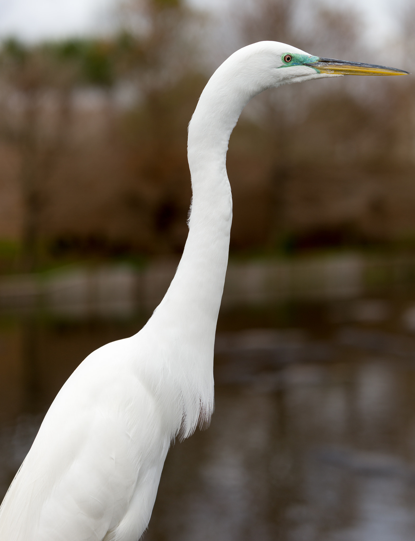 70-200mm F2.8 sample photo. Great egret photography